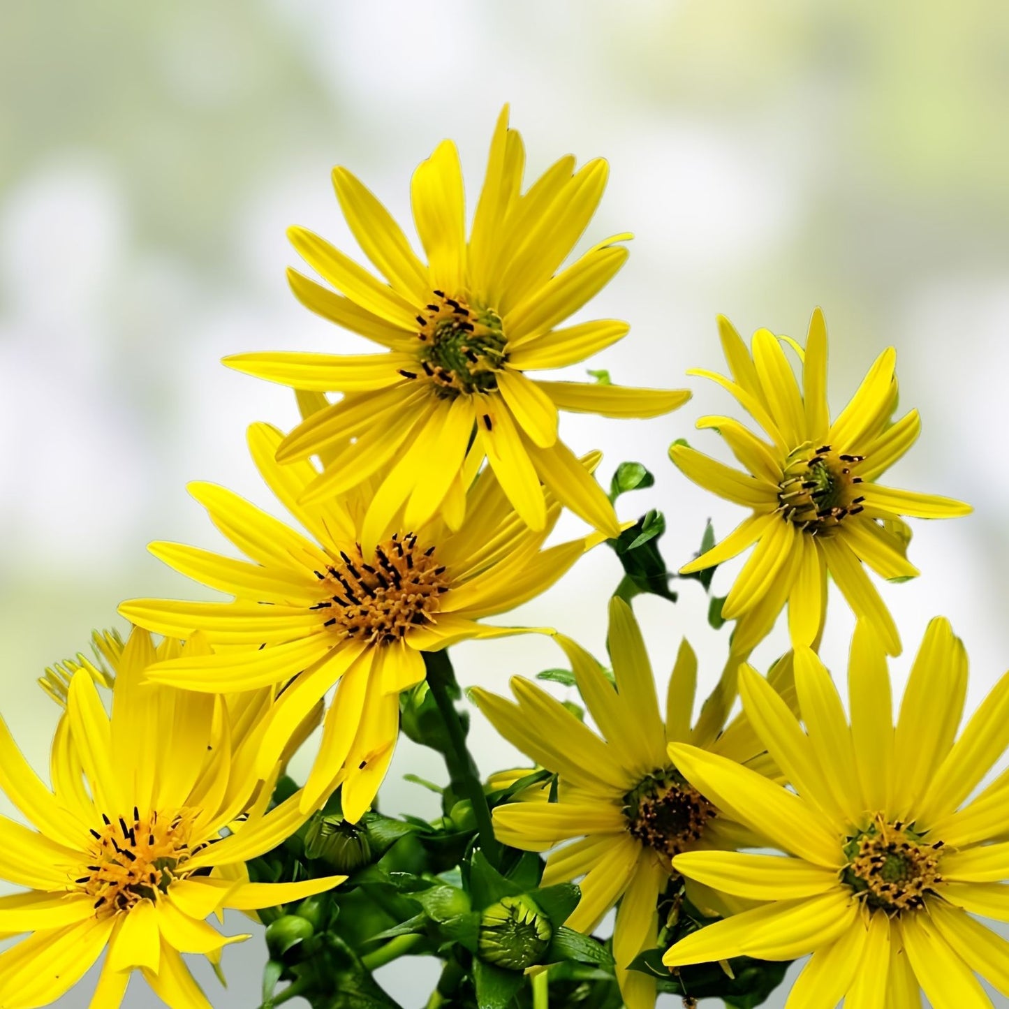Yellow Wildflower Seed Mix 200 Count – Organic Native Seeds for Pollinators and Gardens – Wildflower Blend