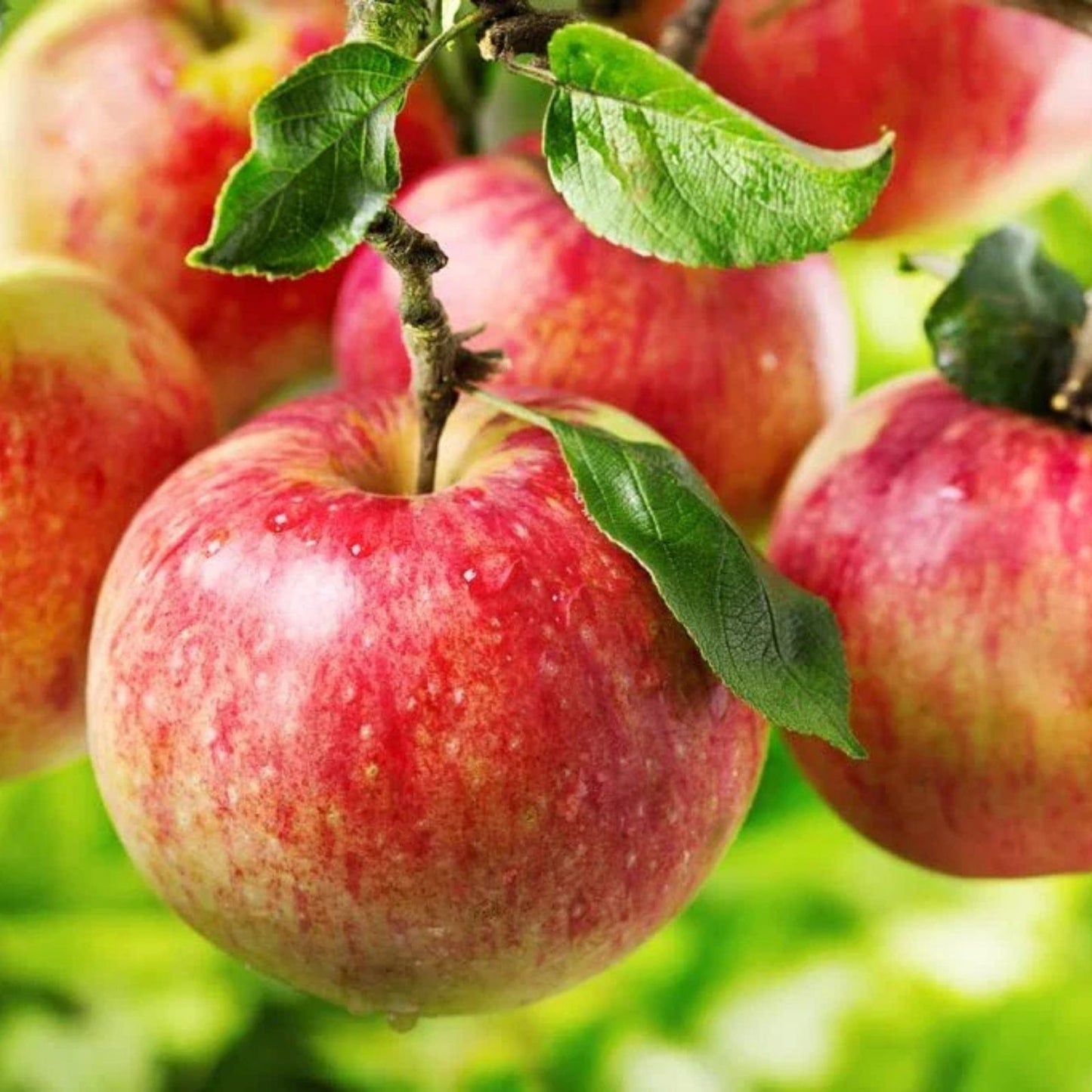 Apple Tree Seeds - 30 Seeds - Delicious Variety - Malus pumila - Common Apple Fruit Seeds