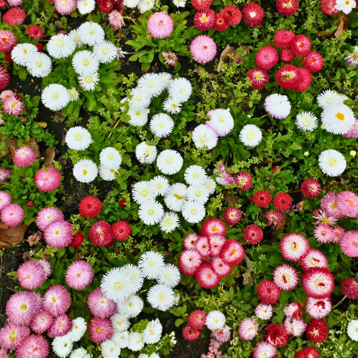 Daisy Seeds 125+ Count Annual Flower Garden Seeds Bellis perennis Colorful Daisy Flower Variety