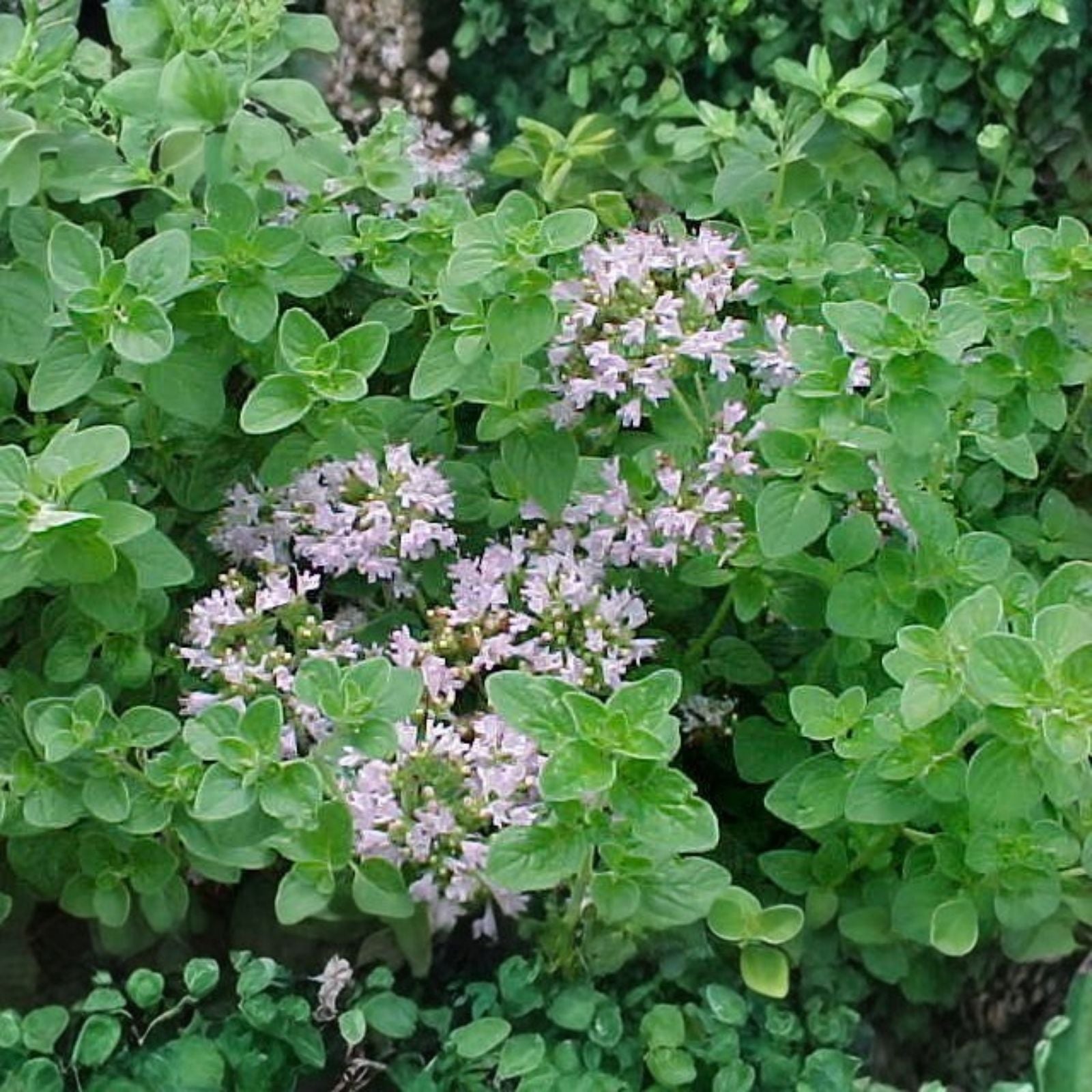 Italian Oregano Herb Seeds - 500 Non-GMO Heirloom Seeds - Origanum vulgare Culinary Herb for Gardening and Cooking
