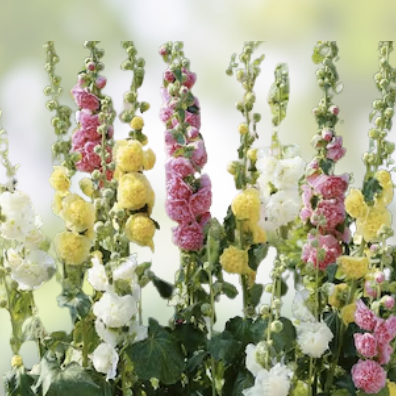 Hollyhock Seeds Mix - 100 Organic Summer Carnival Seeds - Alcea rosea - USA Grown, Free Shipping