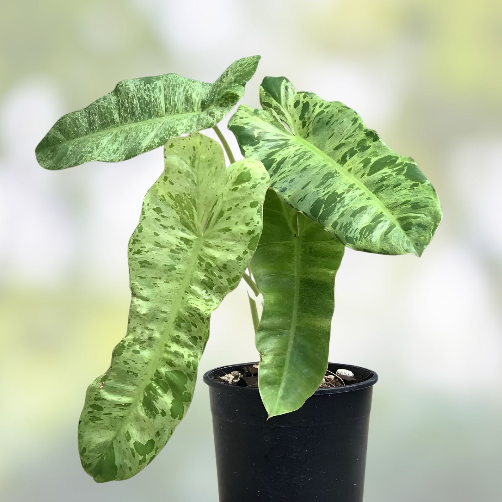 Philodendron Cuttings Paraiso Verde Micans Scindapsus Rare Variegated Aroids Indoor Plant Collection