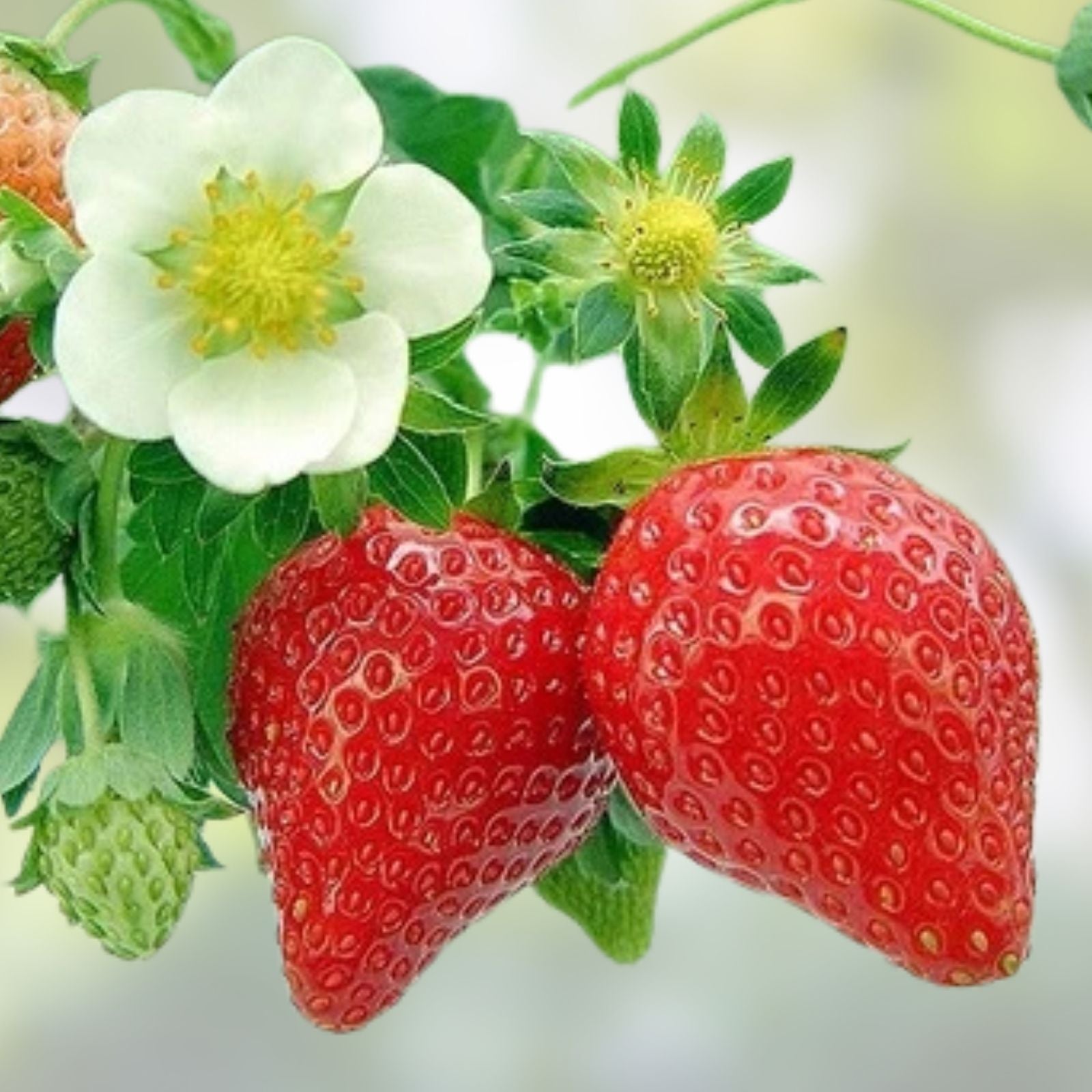 Strawberry & Cream Ribbon Grass Root Divisions – 8 Plants for Sun or Shade – Pond Plant – Phalaris arundinacea