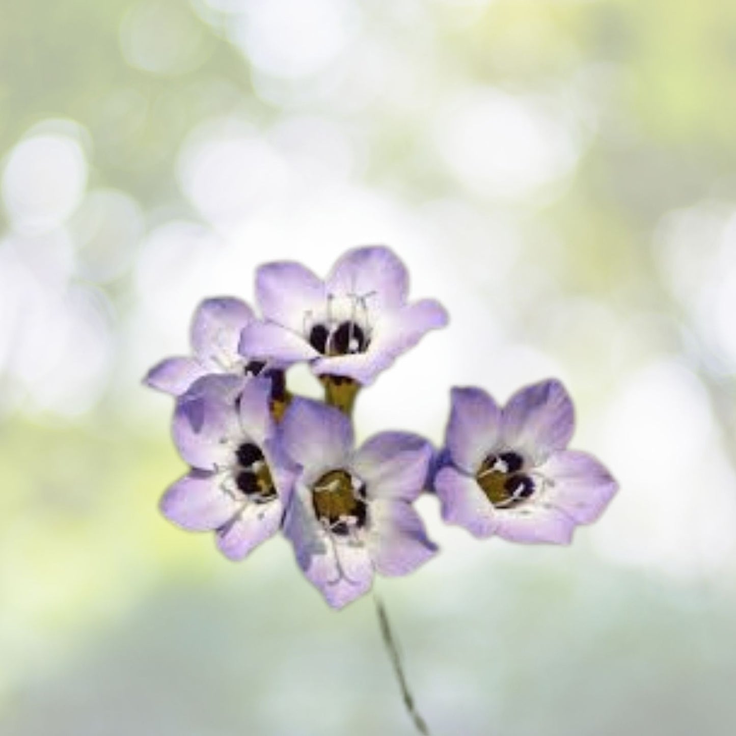 Bird's Eye Flower Seeds - 1000+ Lavender Wildflower Seeds - Desert Loving Variety - USA Grown