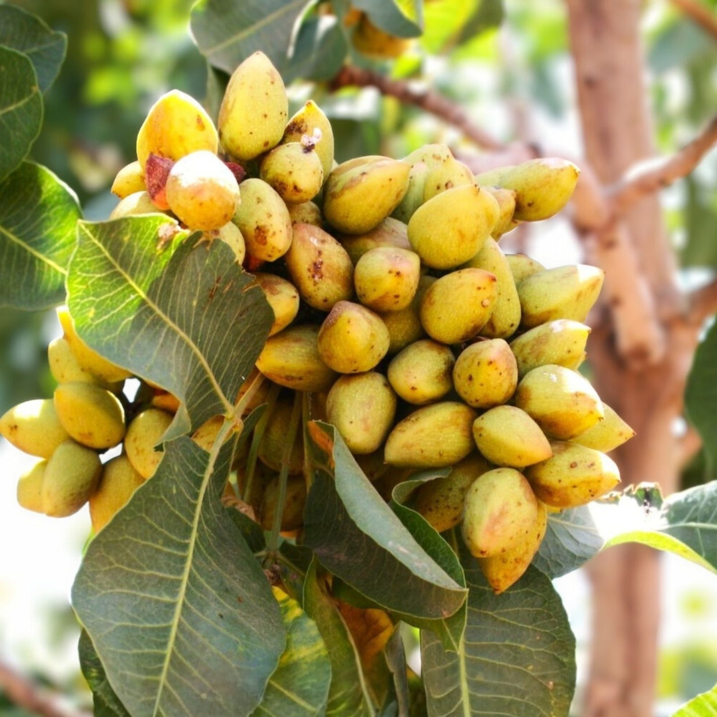 Pistachio Nut Tree Seeds 6 Pack Green Pistacia Vera Planting Seeds, Nut Tree Seeds for Gardening