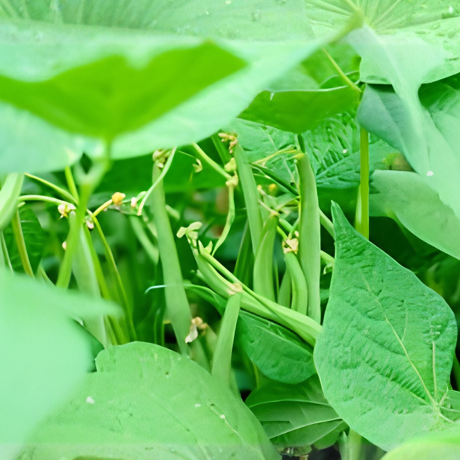 Navy Bean Seeds 50 Count White Kidney Variety Phaseolus vulgaris for Planting, Organic Bean Seeds, Vegetable Garden Supply