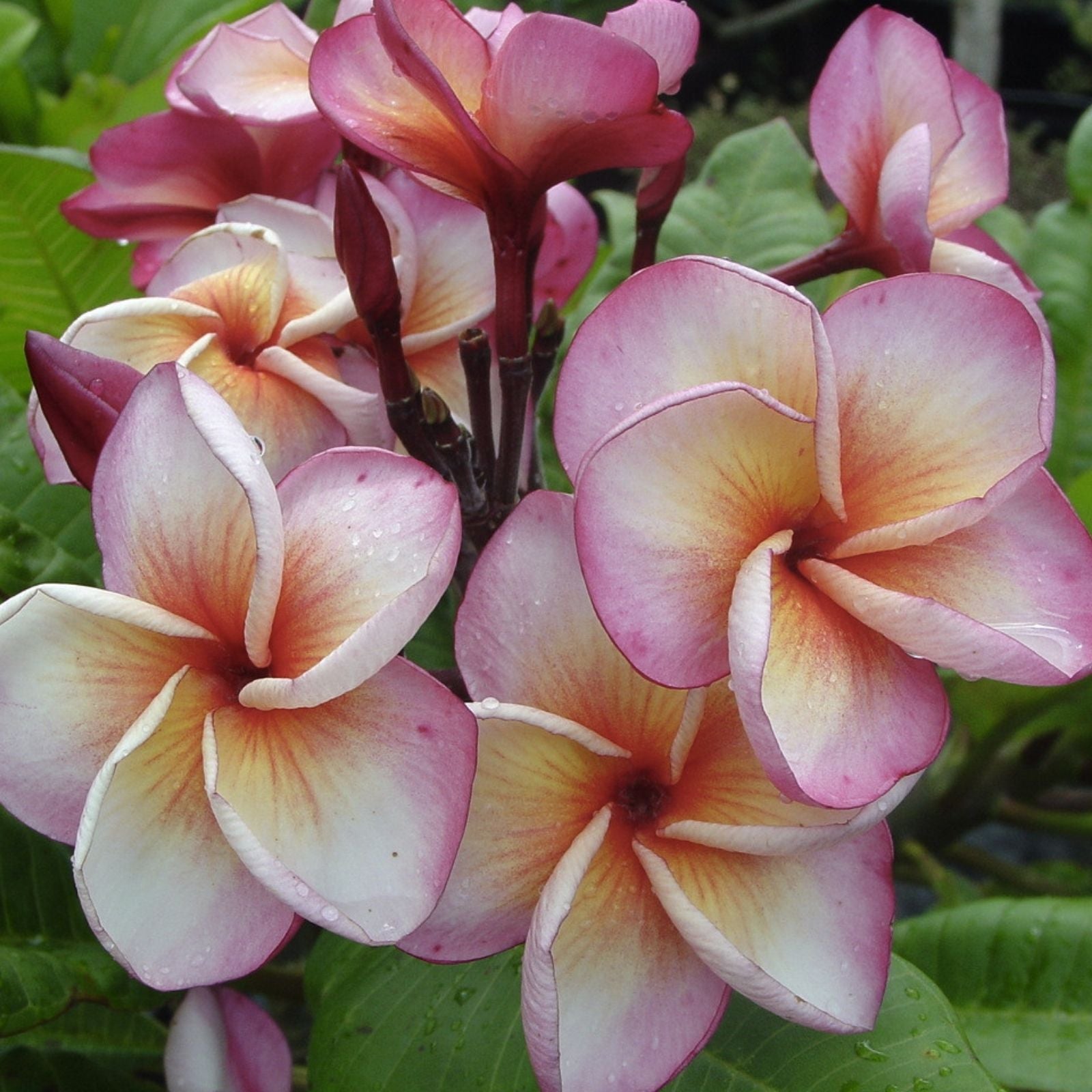 Hurricane Sunrise Plumeria Cutting - 1 Tip - Exotic Flowering Plant - Plumeria spp.