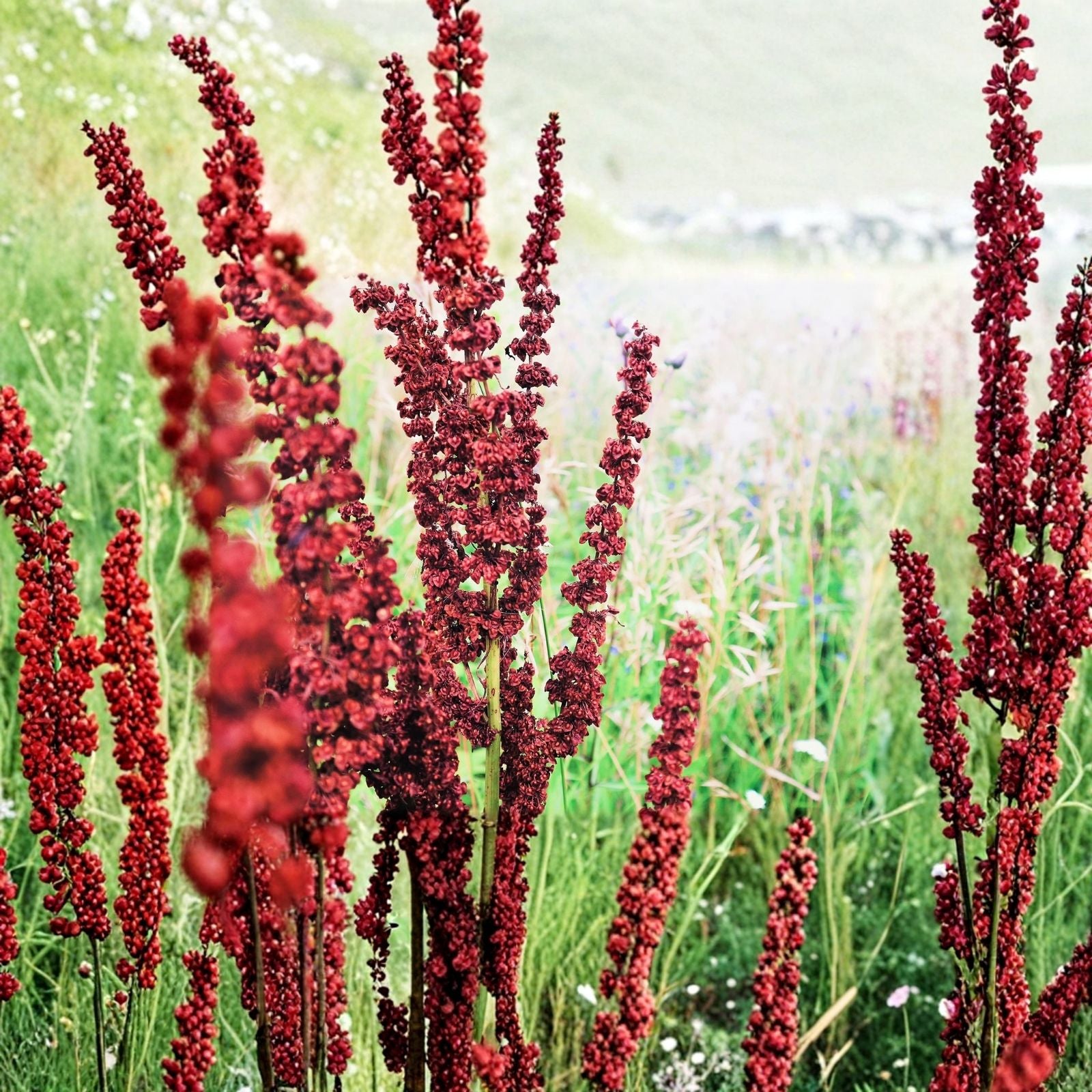 Cactusweed Seeds 50 Pack - Rumex crispus Curly Dock Perennial Herb for Planting - Wild Edible Plant Seeds