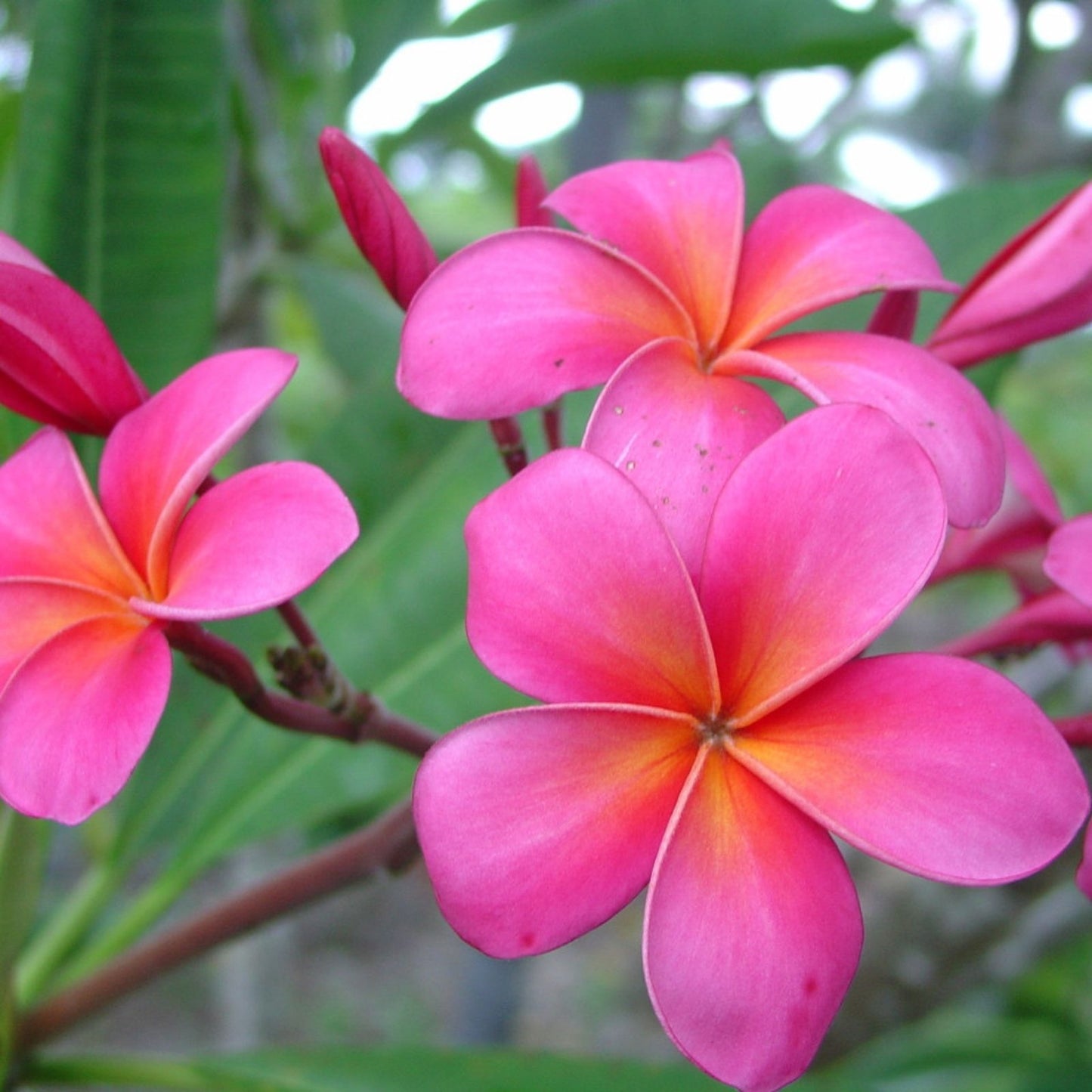 Bright Pink Plumeria Cutting - Hawaiian Fusha - Tropical Flowering Plant - Plumeria spp,
