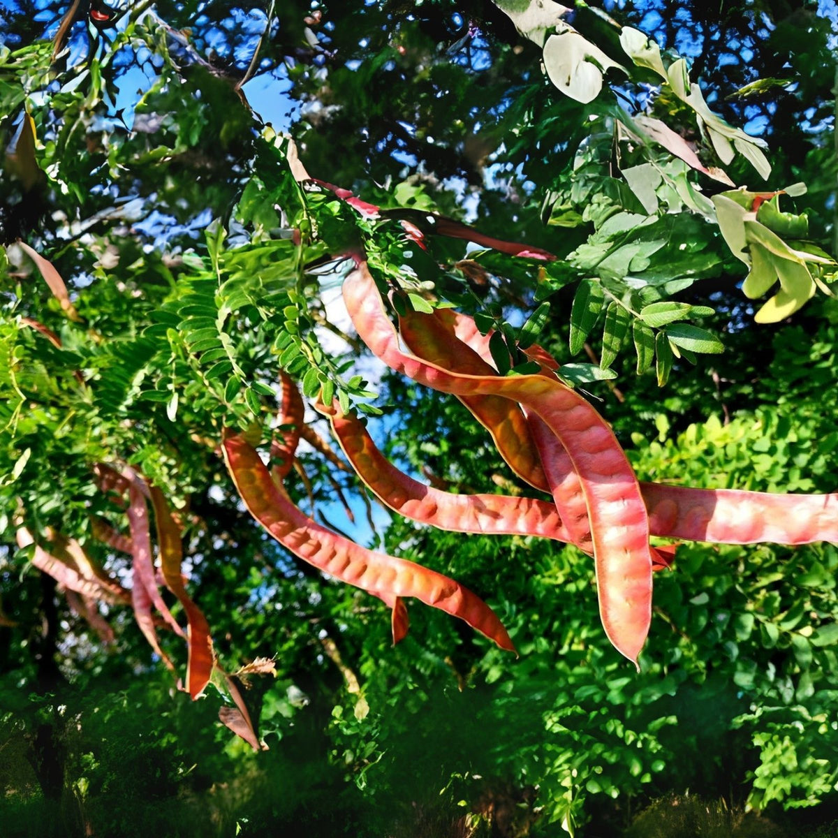 Thornless Honey Locust Seeds - 12 Seeds - Gleditsia triacanthos 'Ine' for Planting