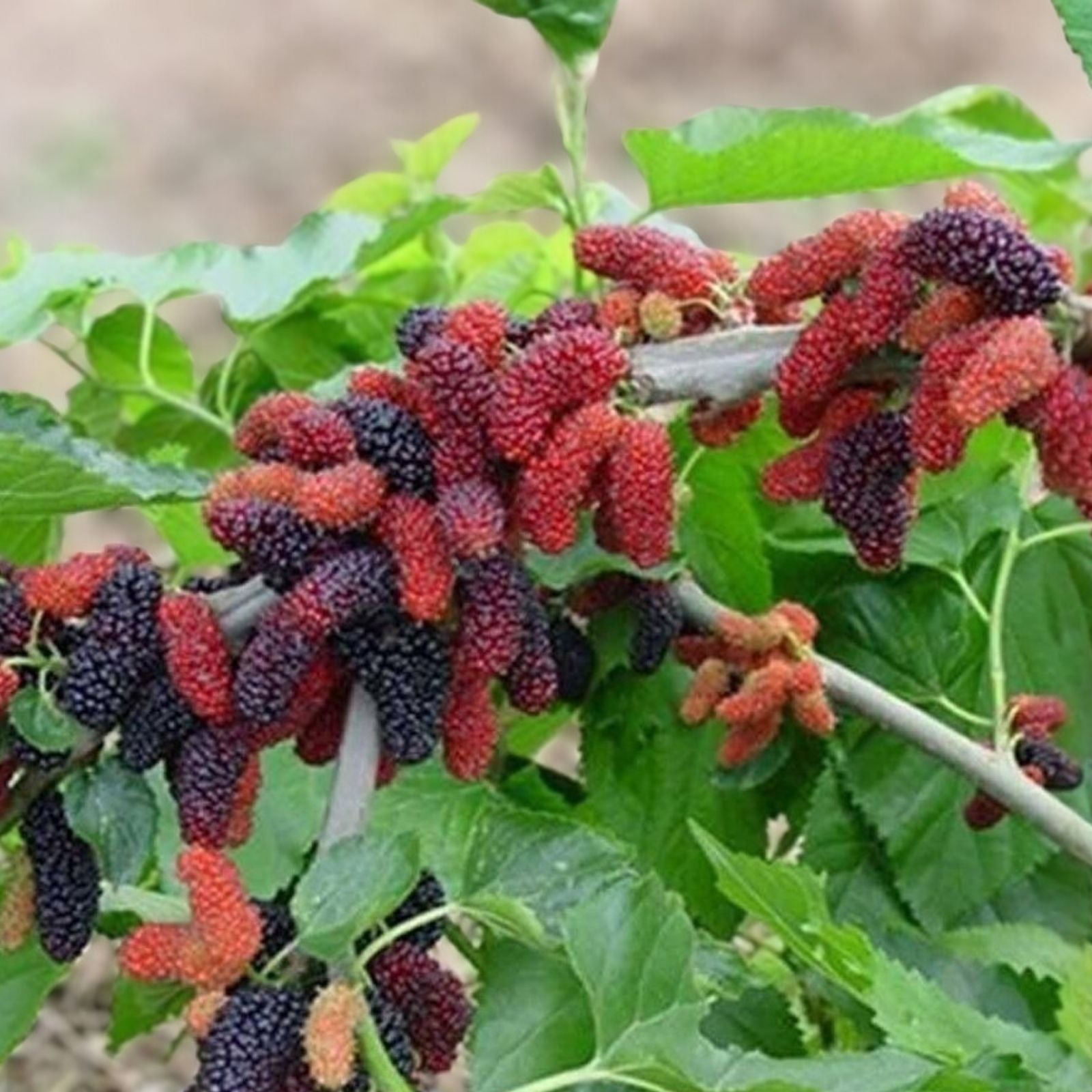 Red Mulberry Live Plant Set of 2 – 16-24 Inches, Morus alba, Edible Fruit Tree, Organic Gardening, Fruit Bearing Plants, 1-2 Years Old