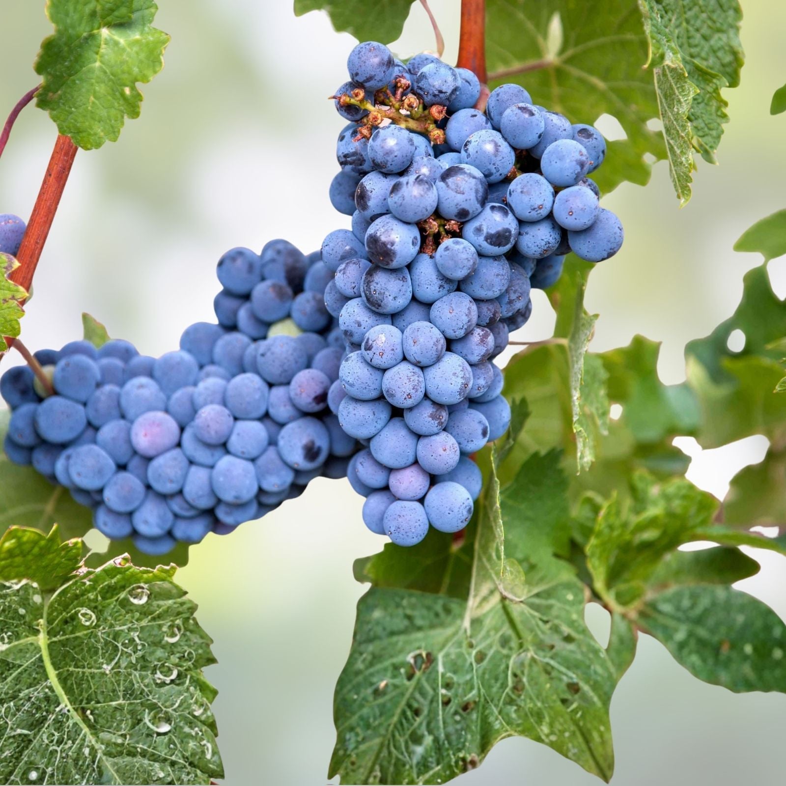 Grape Plants and Cuttings - Multiple Cultivars - Organic Vitis vinifera for Home Garden or Vineyard