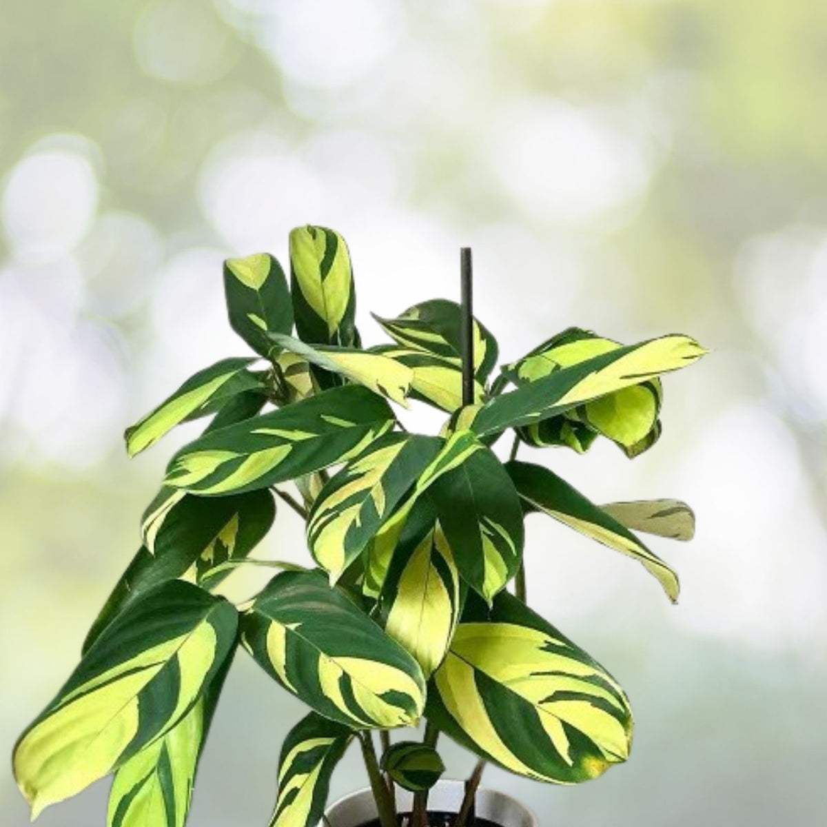 Ctenanthe Lubbersiana Cuttings - 2 Fresh Rare Variegated Tropical Houseplant Cuttings, Easy Care Indoor Plant