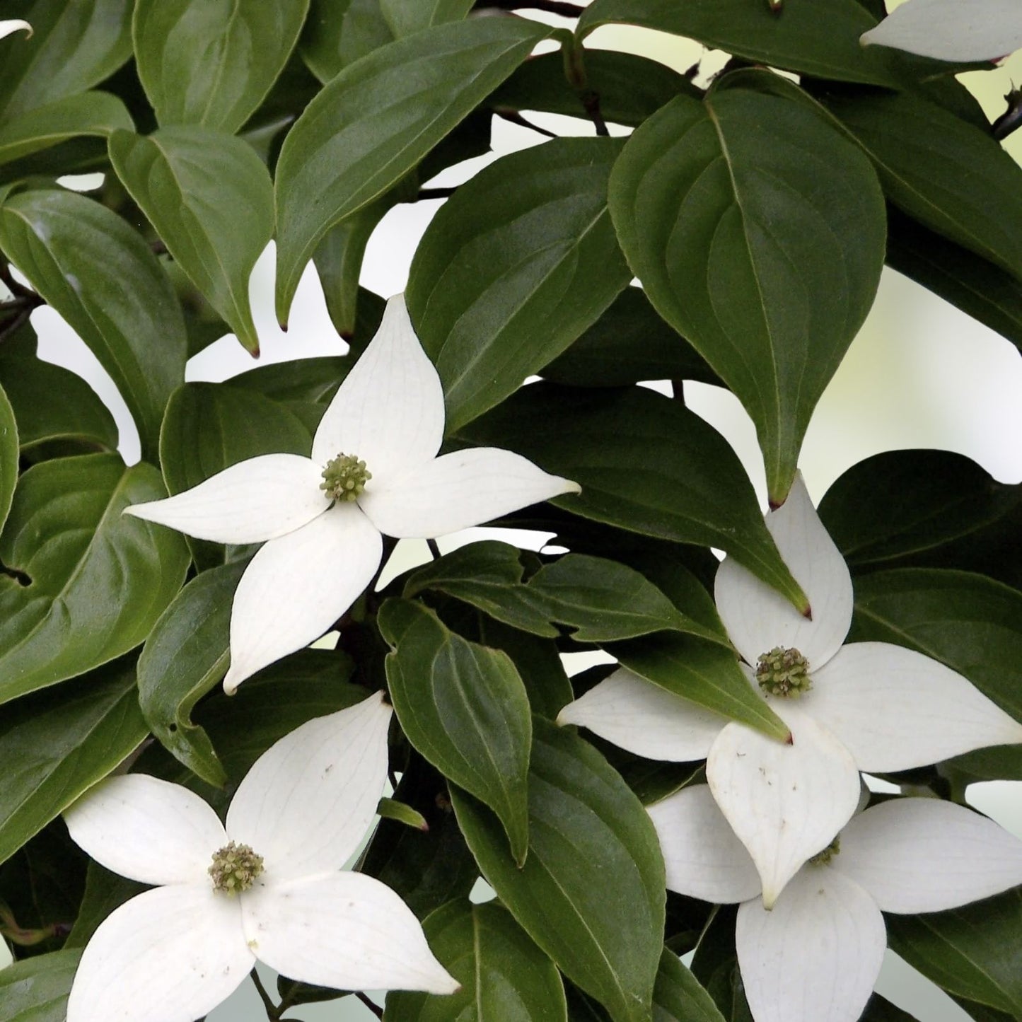 Unrooted Cuttings of White Kousa Dogwood Tree Cornus kousa for Planting and Propagation, Garden, Landscape