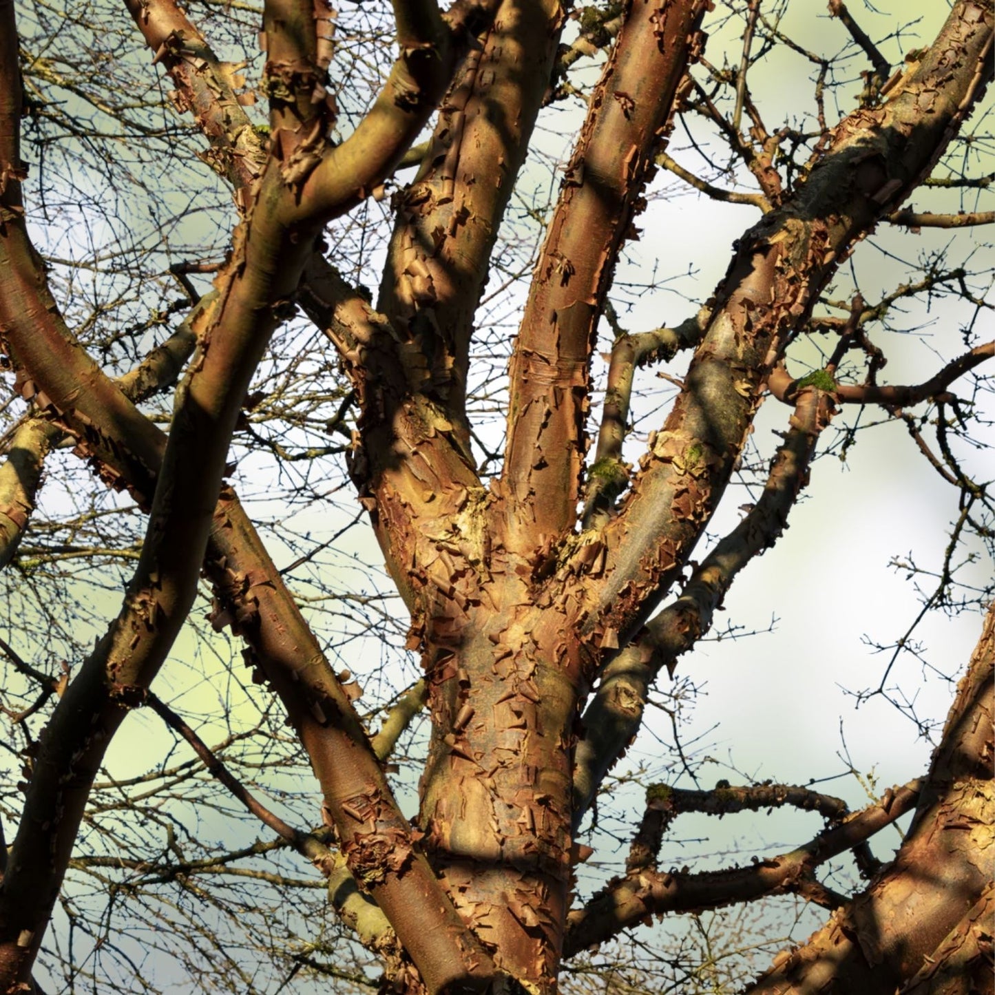 Paperbark Maple Tree Seeds - Acer griseum, Cinnamon Bark, Ornamental Tree for Planting