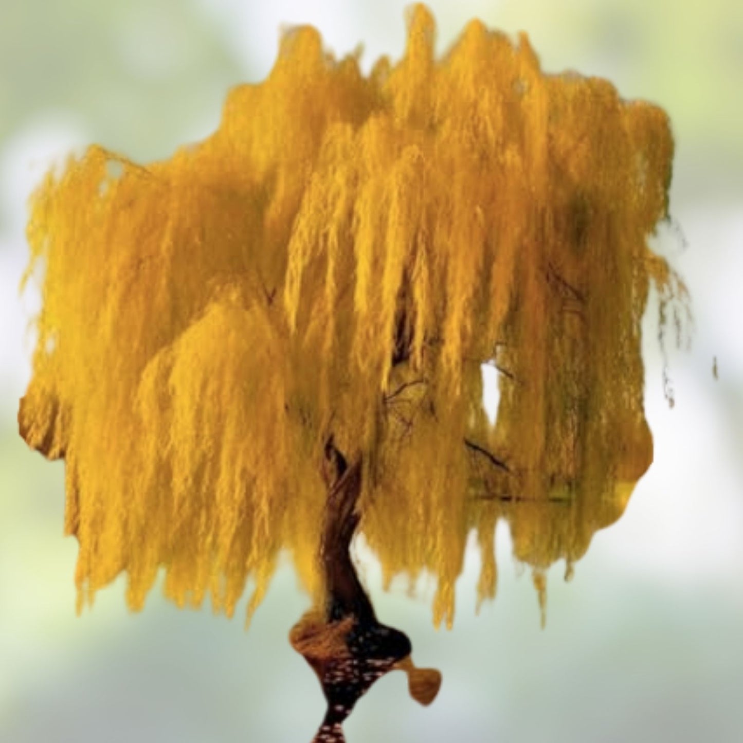 Weeping Willow Tree Cuttings, 10 Organic Golden Salix Perennial Live Plant Clippings