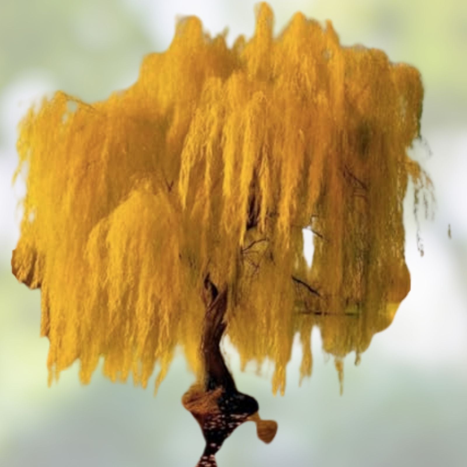 Weeping Willow Tree Cuttings, 10 Organic Golden Salix Perennial Live Plant Clippings