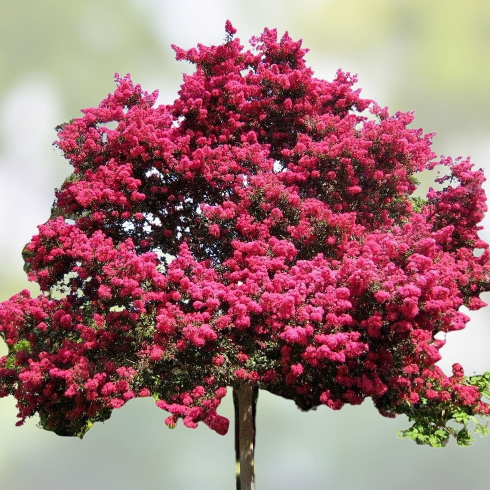 Crape Myrtle Cuttings 8 Heirloom Deep Pink Lagerstroemia indica Garden Plant Propagation