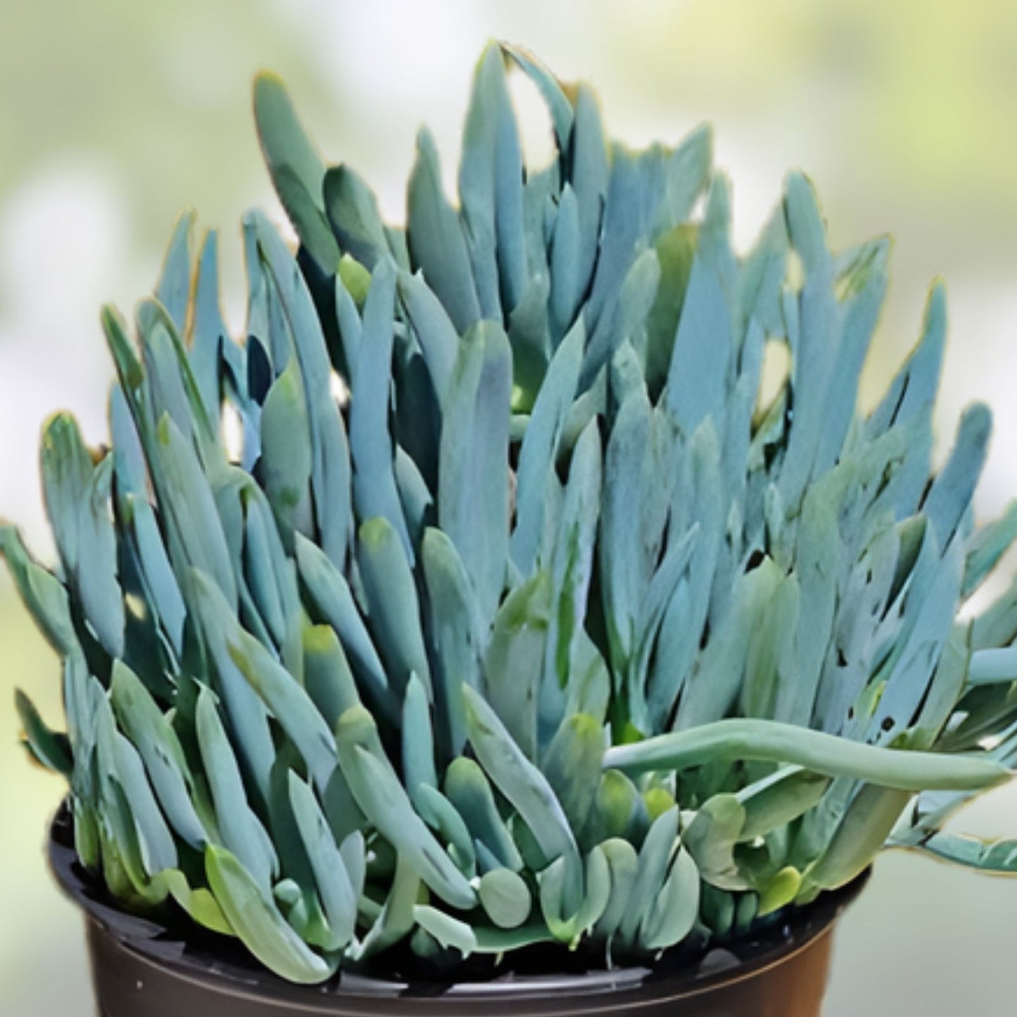 Blue Chalk Sticks Succulent Cutting - Healthy Live Plant - Senecio mandraliscae - Easy Care Indoor Succulent