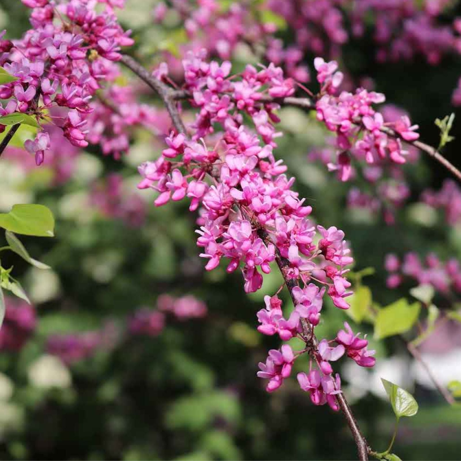 Redbud Tree Set of 4 Bare Root Live Plants, Cercis canadensis, Ornamental Gardening, Landscaping, Flowering Trees
