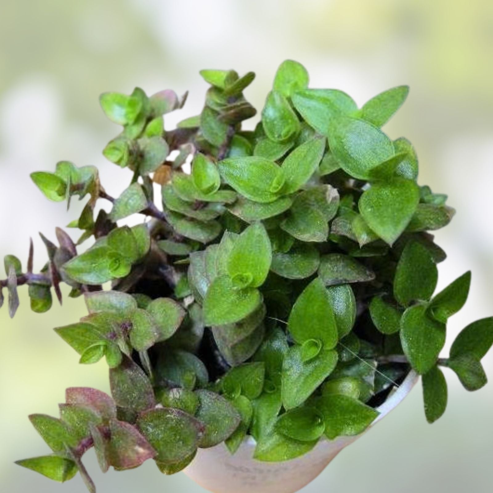 Tradescantia & Callisia Cuttings Assortment – Vibrant Wandering Jew Indoor Houseplants – Easy Care Succulents and Perennials
