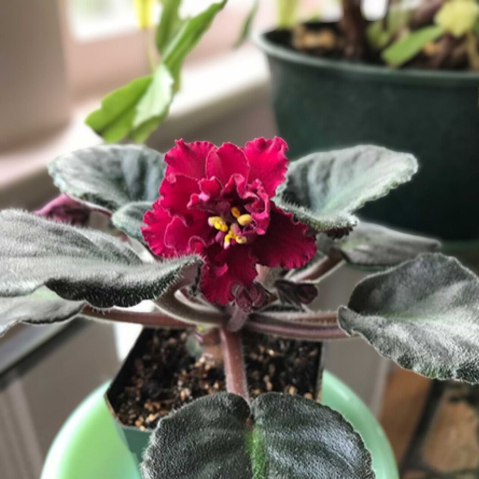 African Violet Leaf AV-Red Diamond Standard Variety for Indoor Gardening and Houseplants