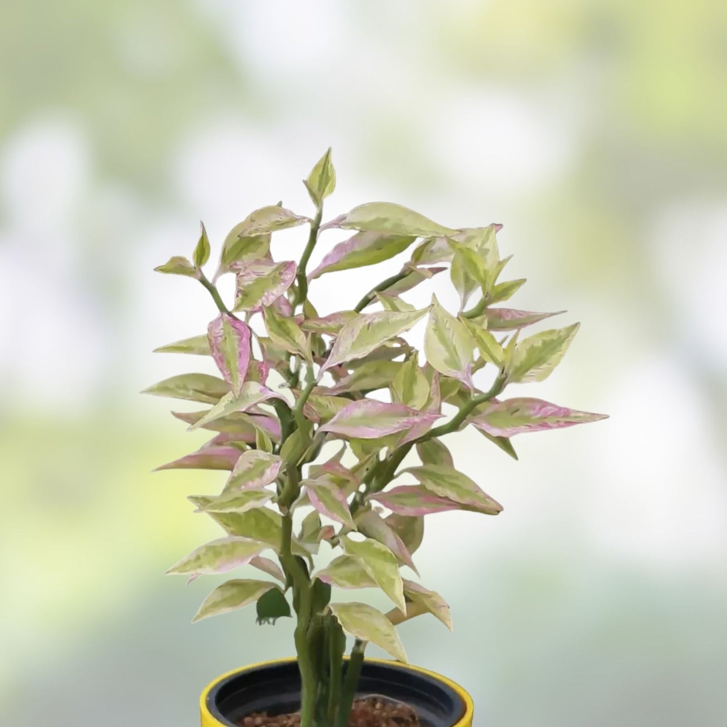 Devil's Backbone Cuttings - 10 Variegated Zig Zag Redbird Pedilanthus Tithymaloides, Indoor Plant, Succulent, Easy Care
