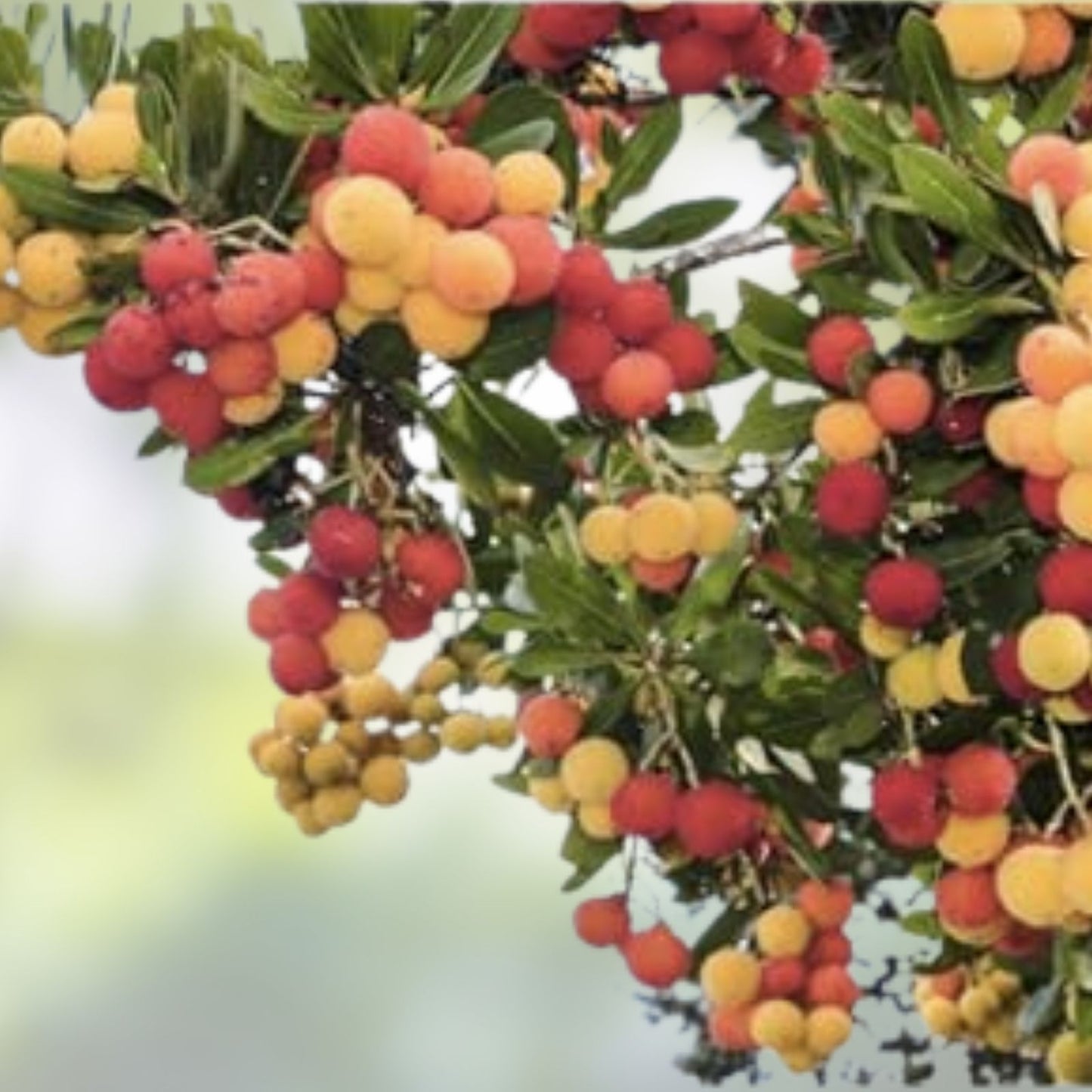 30 Alpine Currant Bush Seeds - Indian Cherry Ribes alpinum Fruit-bearing Shrub Seeds for Planting