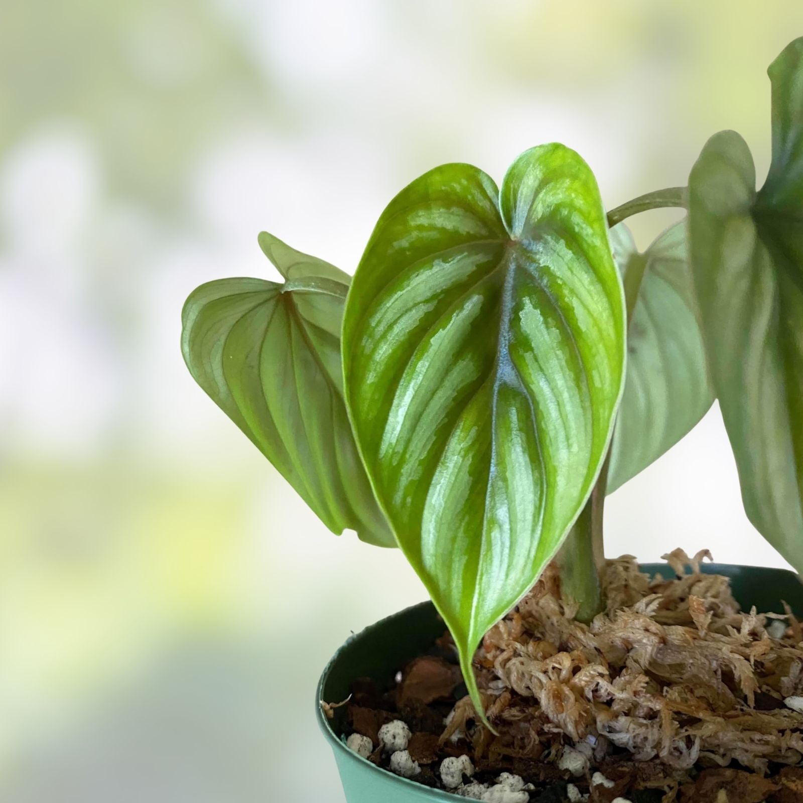 Philodendron Hoffmanii Plants 2 Pack – Rare Uncommon Houseplants, Easy Care, Home Grown, Free Shipping USA