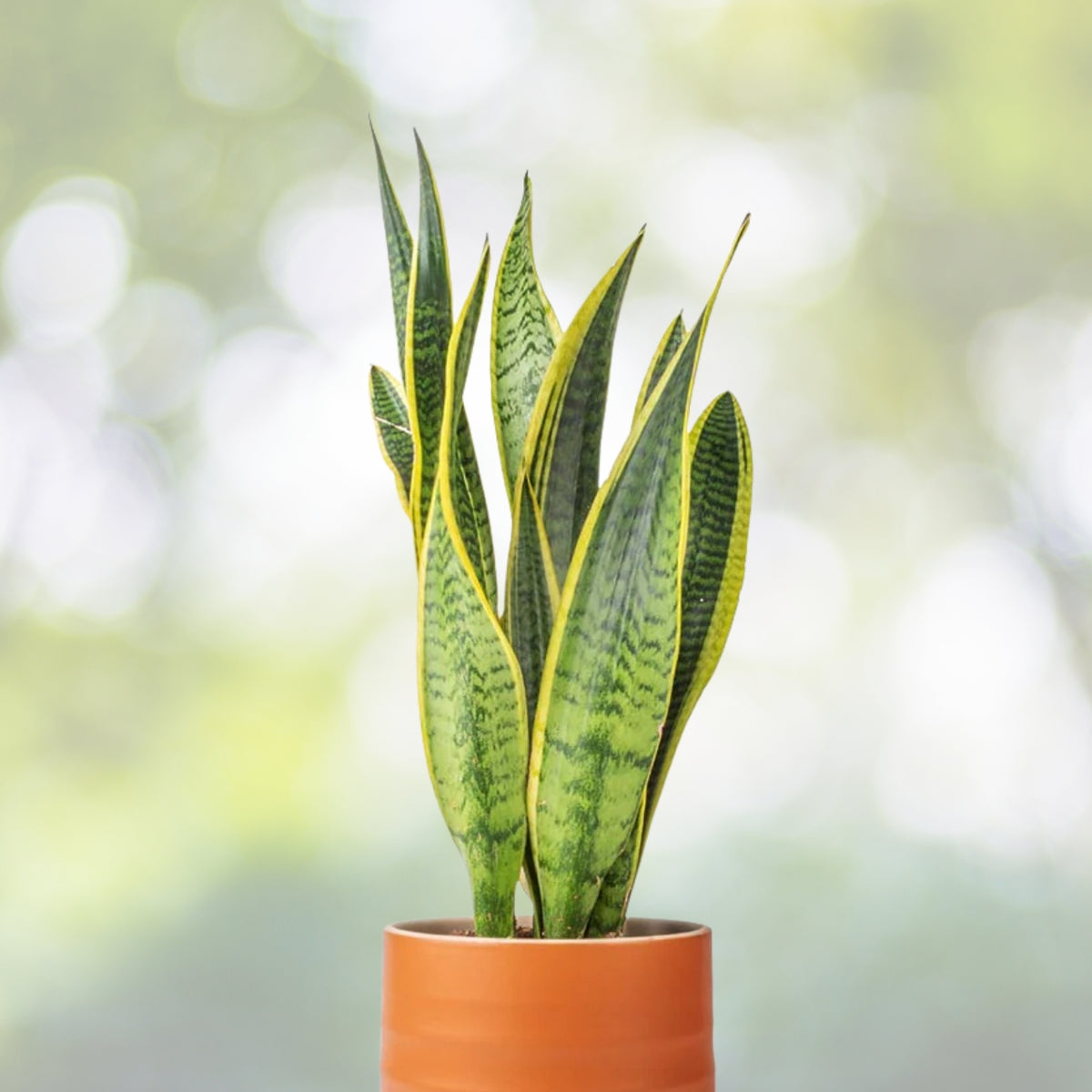 Snake Plant 4 Inch Pot Sansevieria Trifasciata Green Indoor Air-Purifying Low-Maintenance Houseplant