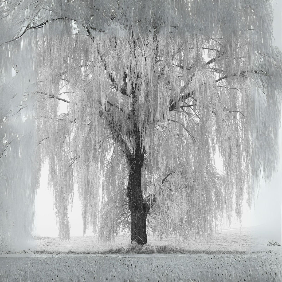 White Willow Tree Cutting - Silver Leaf Variety - Salix alba - Easy to Grow Indoor/Outdoor Plant