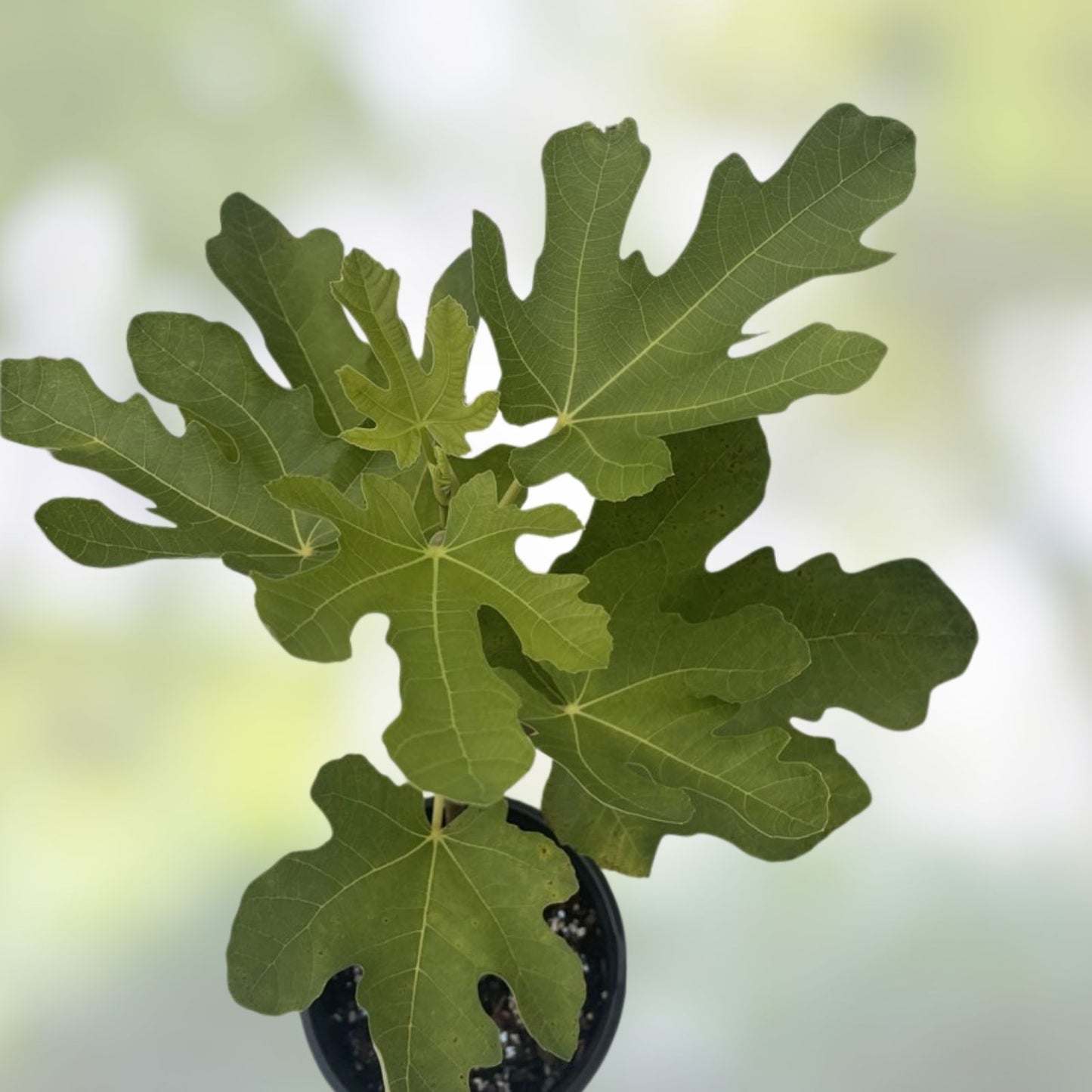Fico Bianco Siciliano Fig Tree Cutting – 3 Nodes, 8+ Inches – Ficus carica, Edible Fruit, Garden Plant, Propagation Material