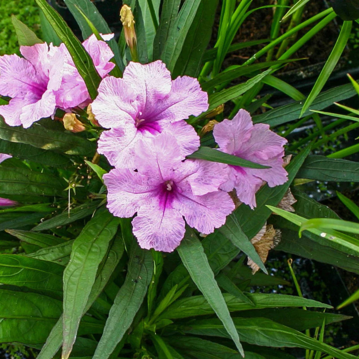 Pink-Mexican-Petunia-Live-Plant-3-to-4-Inch-Ruellia-simplex-No-Pot-Shipping