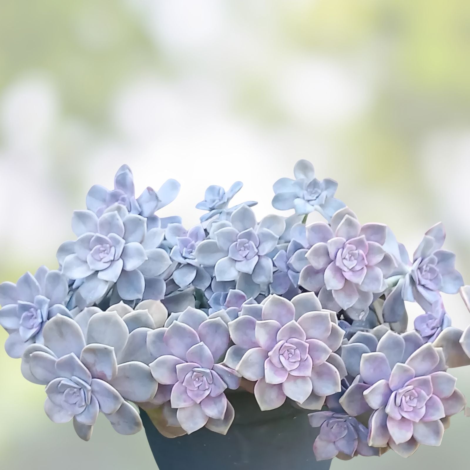 Graptopetalum Purple Delight Succulent Cuttings - 2 Live Indoor Plants - Easy Care, Drought Tolerant, Pink and Purple Foliage