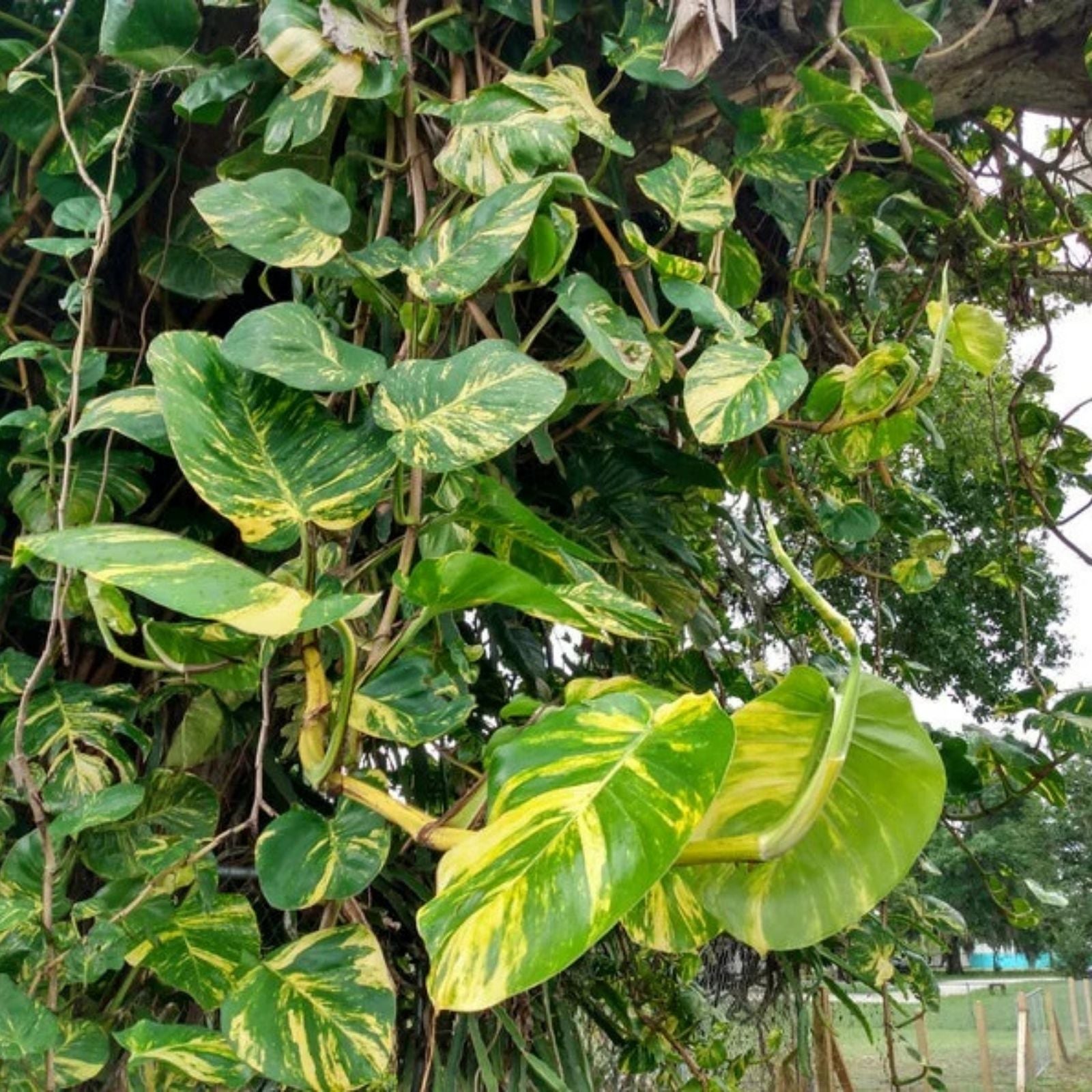 Pothos Cuttings - 3 Fresh Unrooted Hawaiian Variegated Epipremnum aureum Houseplant Clippings