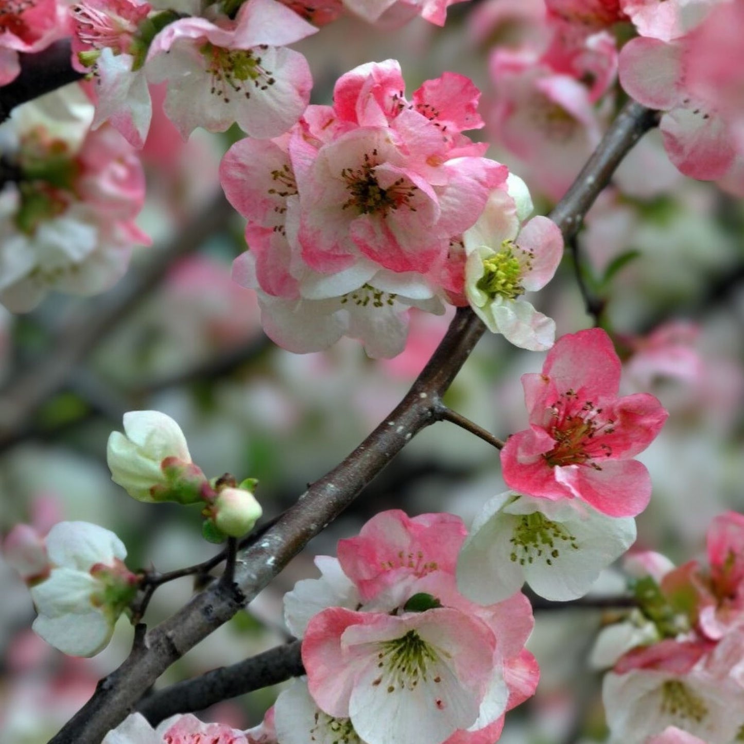 Japanese Flowering Quince Live Plant, Bare Root Shrub, 8-12 inches, Chaenomeles speciosa 'Toyo Nishiki', Zones 5-9