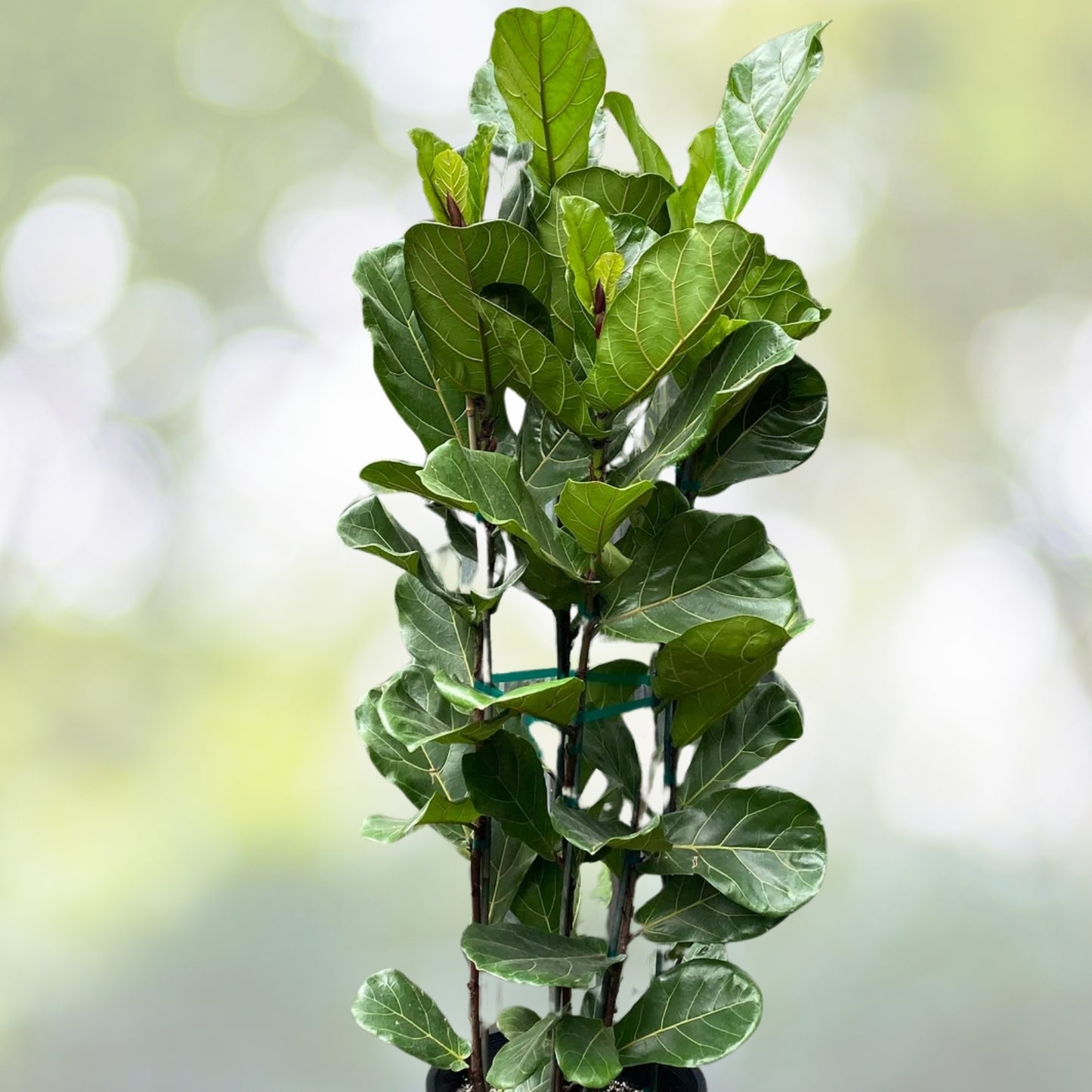 Fiddle Leaf Fig Plant 3 Gallon Pot Ficus lyrata Live Indoor Houseplant Nursery Quality Home Decor