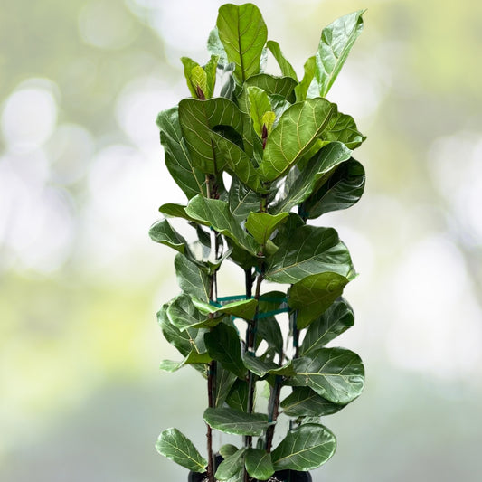 Fiddle Leaf Fig Plant 3 Gallon Pot Ficus lyrata Live Indoor Houseplant Nursery Quality Home Decor
