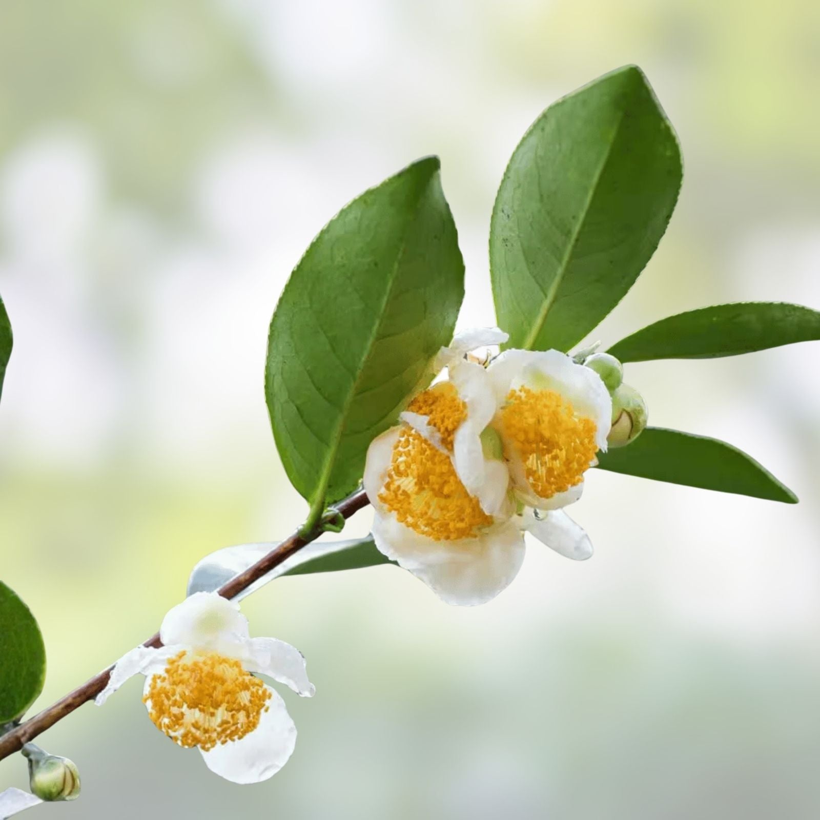 Tea Tree Seeds - 12 Seeds of Camellia Sinensis for Planting - Herb Seeds for Tea Production and Gardening