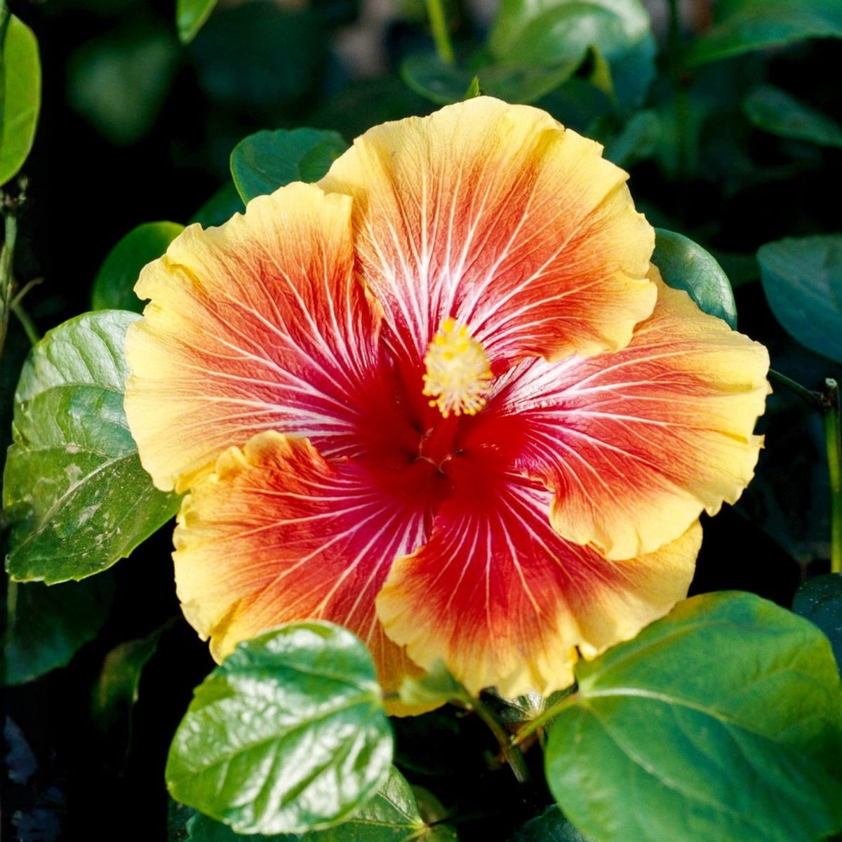 Tropical Hibiscus Plant 9" Pot - Hibiscus Fiesta - Vibrant Flowers - Hibiscus rosa-sinensis