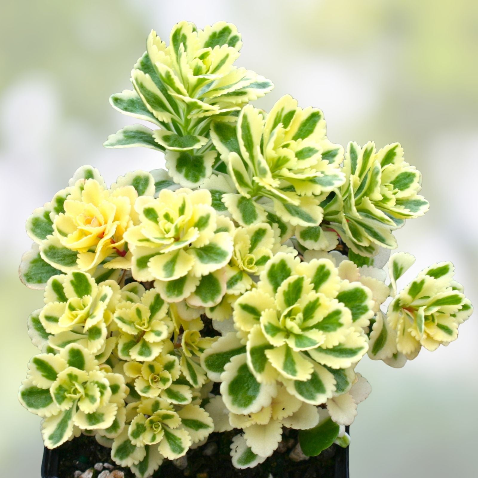 Sedum Takesimense Atlantis™ Variegated Succulent Plant 2 Inch – Garden Decor, Landscaping, Live Succulent, Variegated, Easy Care
