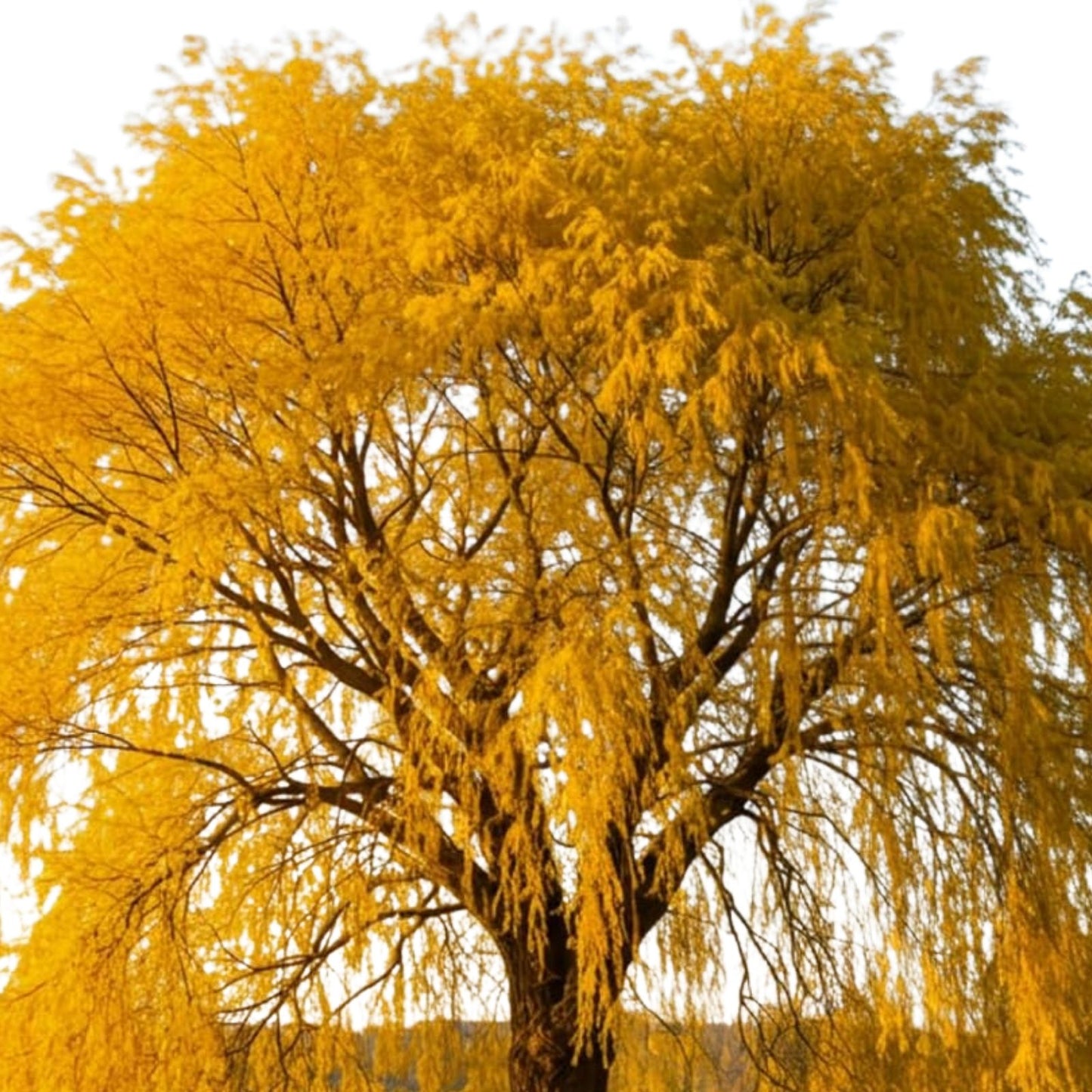 Golden Willow Tree Cuttings 10 Pack - Salix alba var, vitellina - Easy to Grow Hardwood Garden Cuttings