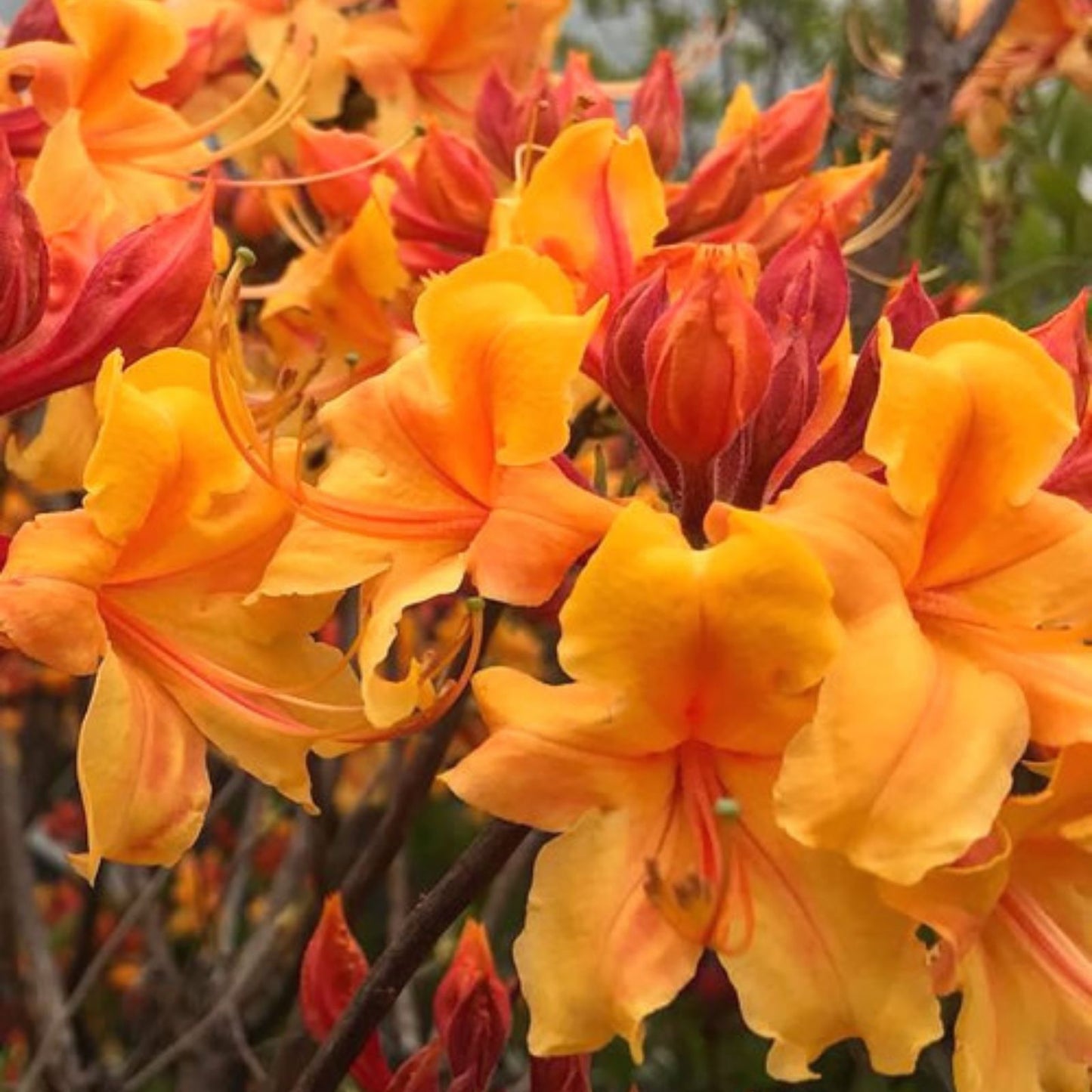 Aromi Azalea Starter Plant - Tipsy Tangerine Deciduous Rhododendron, Small Dormant Plant for Garden or Container