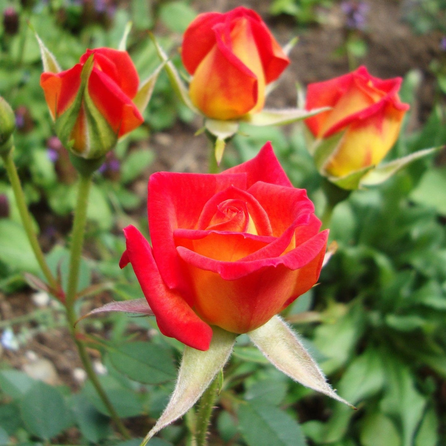 Hot Tamale Miniature Rose Cuttings - 4" Fresh Unrooted Stems - Rosa Miniature - Garden Flower Propagation