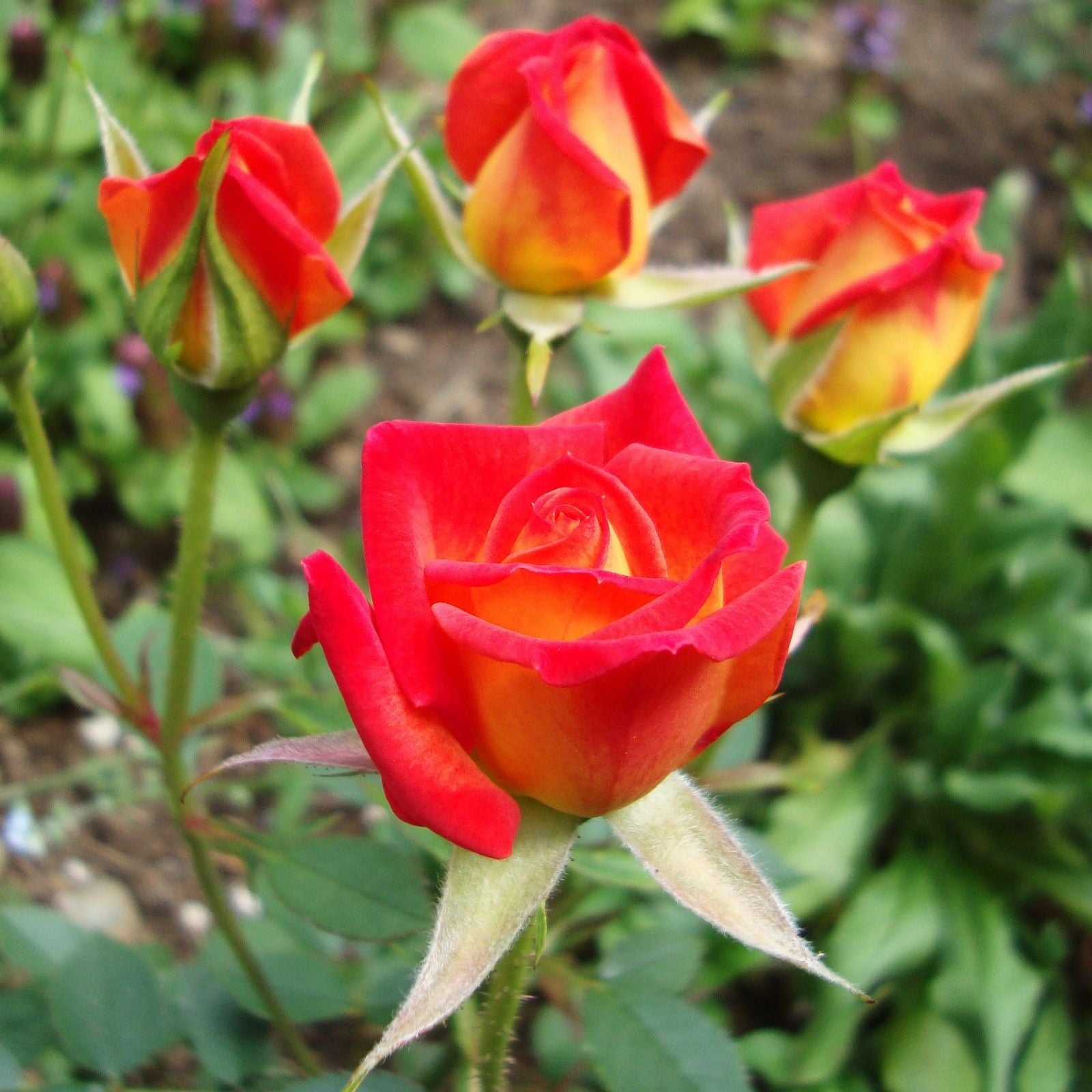 Hot Tamale Miniature Rose Cuttings - 4" Fresh Unrooted Stems - Rosa Miniature - Garden Flower Propagation