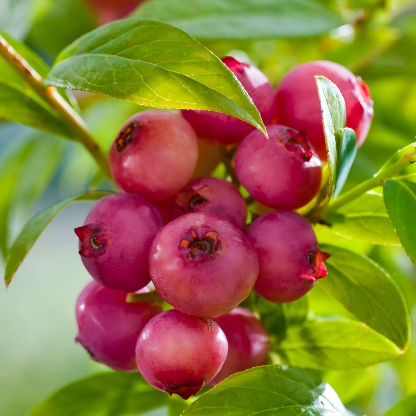 Pink Lemonade Blueberry Bush Seedling 1 Gallon, Vaccinium corymbosum, Pink Lemonade Variety, Edible Fruit Plant