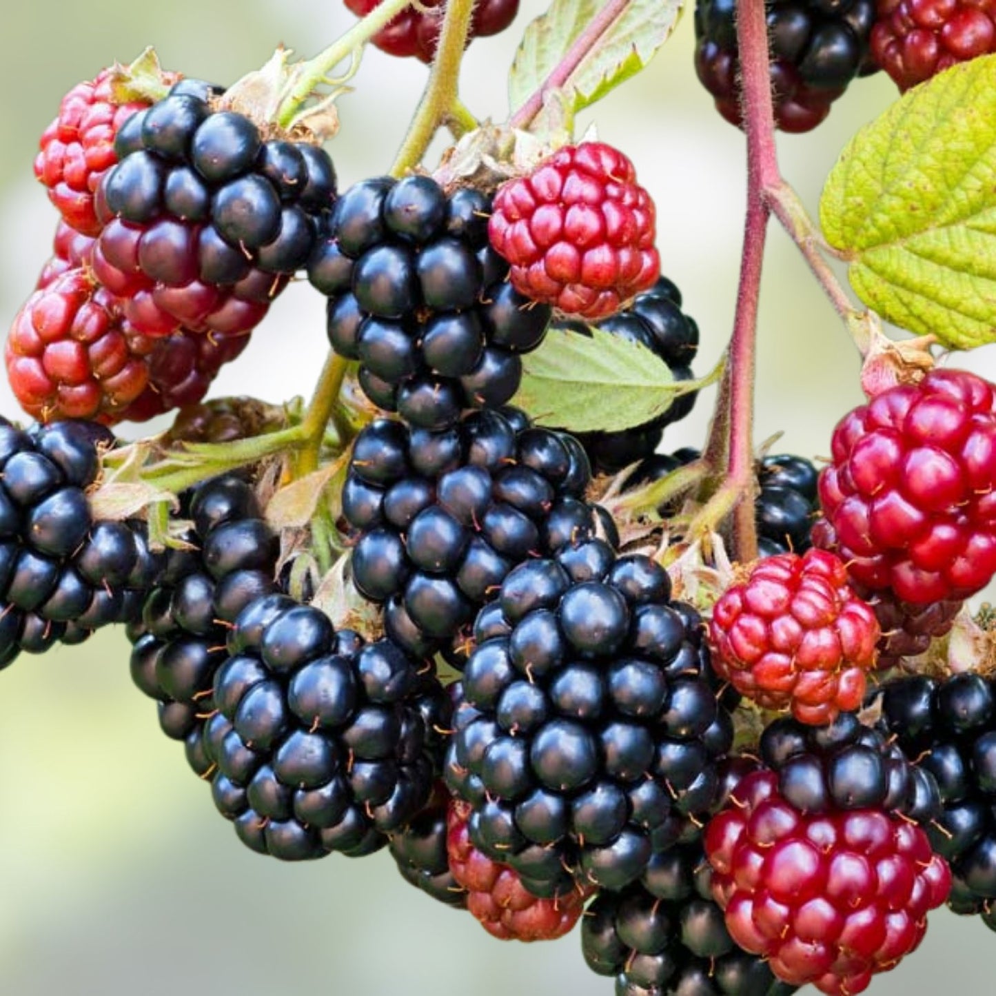 Wild Blackberry Bush Cuttings Set of 12 | Rubus fruticosus | Unrooted Gardening and Landscaping Plants
