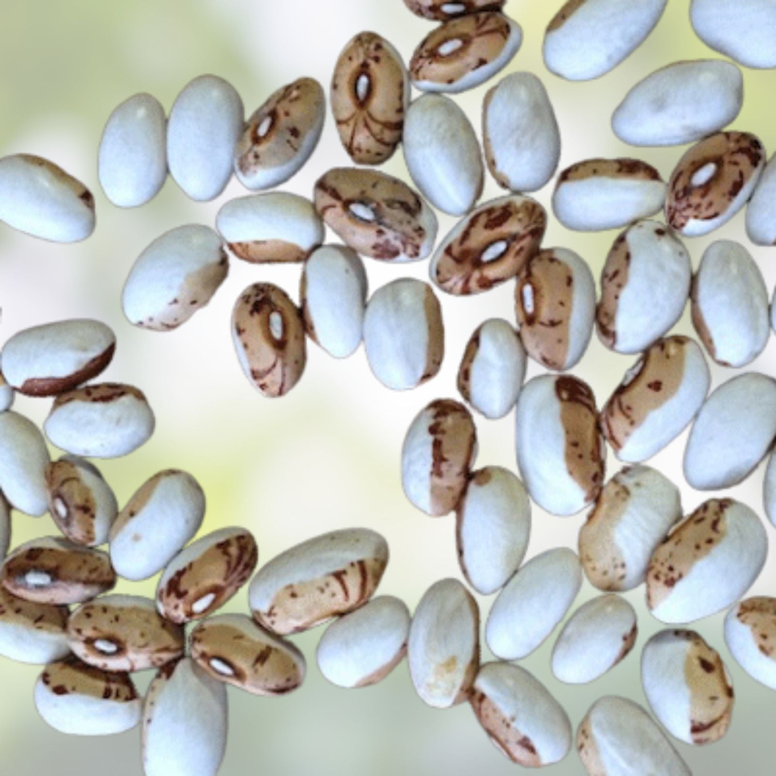 Hidatsa Shield Bean Seeds for Planting - 30 Seeds - Easy to Grow, Edible Phaseolus vulgaris Variety