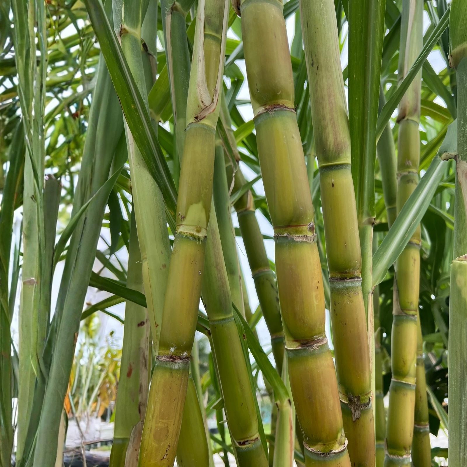 Rooted Sugarcane Cuttings 3 PCs Sweet Juicy Tropical Plant Saccharum officinarum