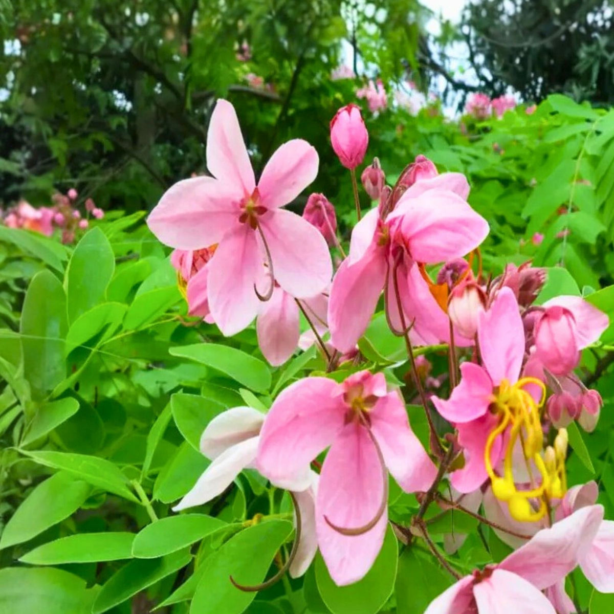 Cassia Javanica Seeds - 10 Fresh Apple Blossom/Pink Shower Tree Seeds, Exotic Flowering Plant, Easy to Grow